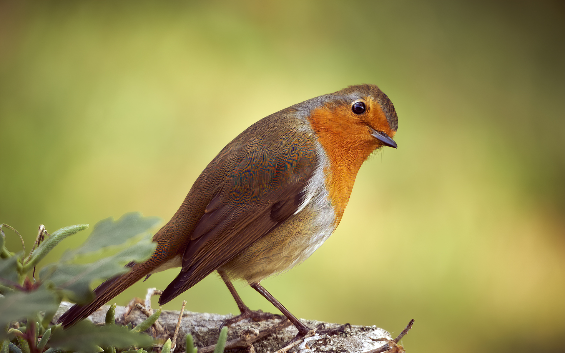 ... my first robin of autumn 2021