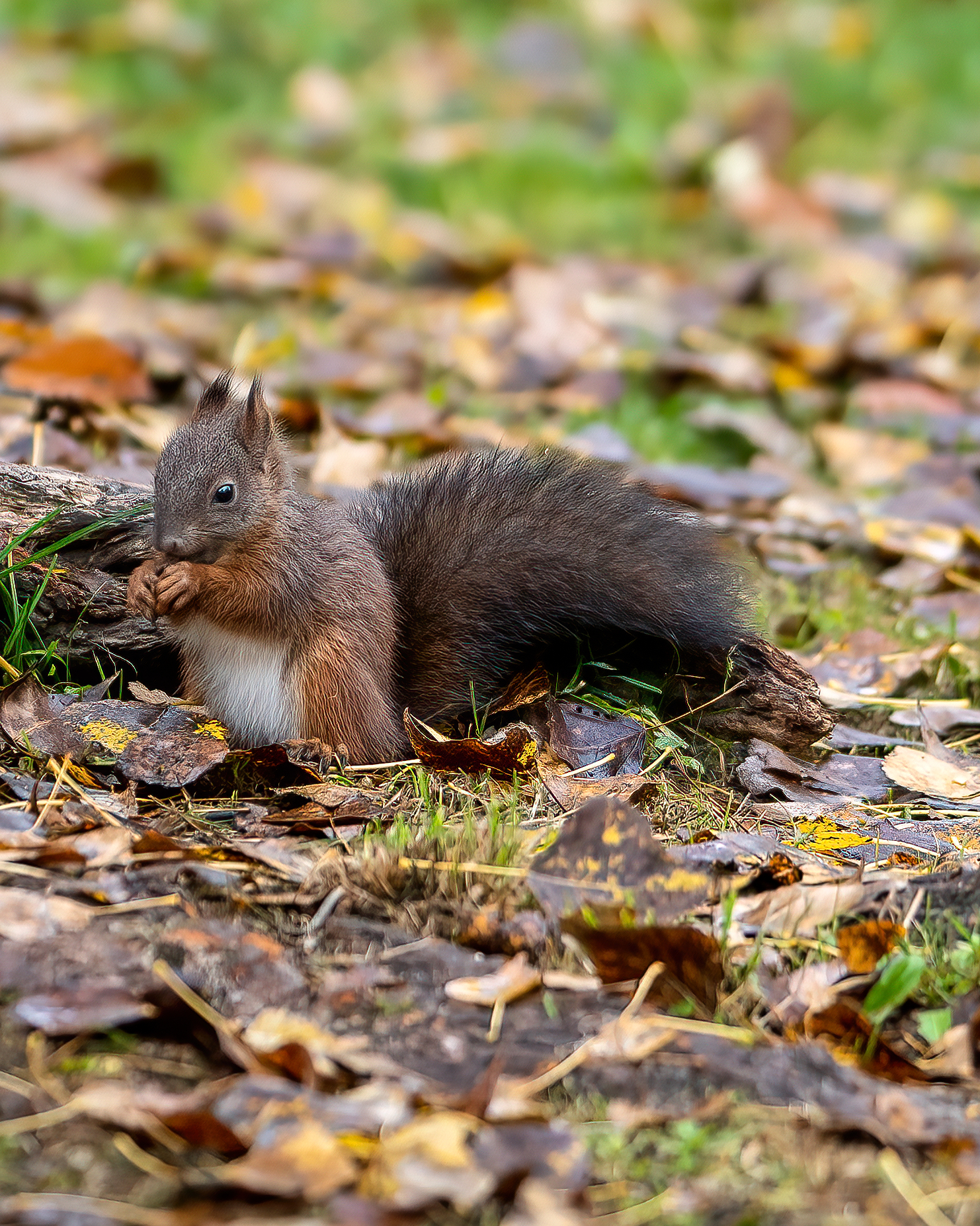 Squirrels autumn colors