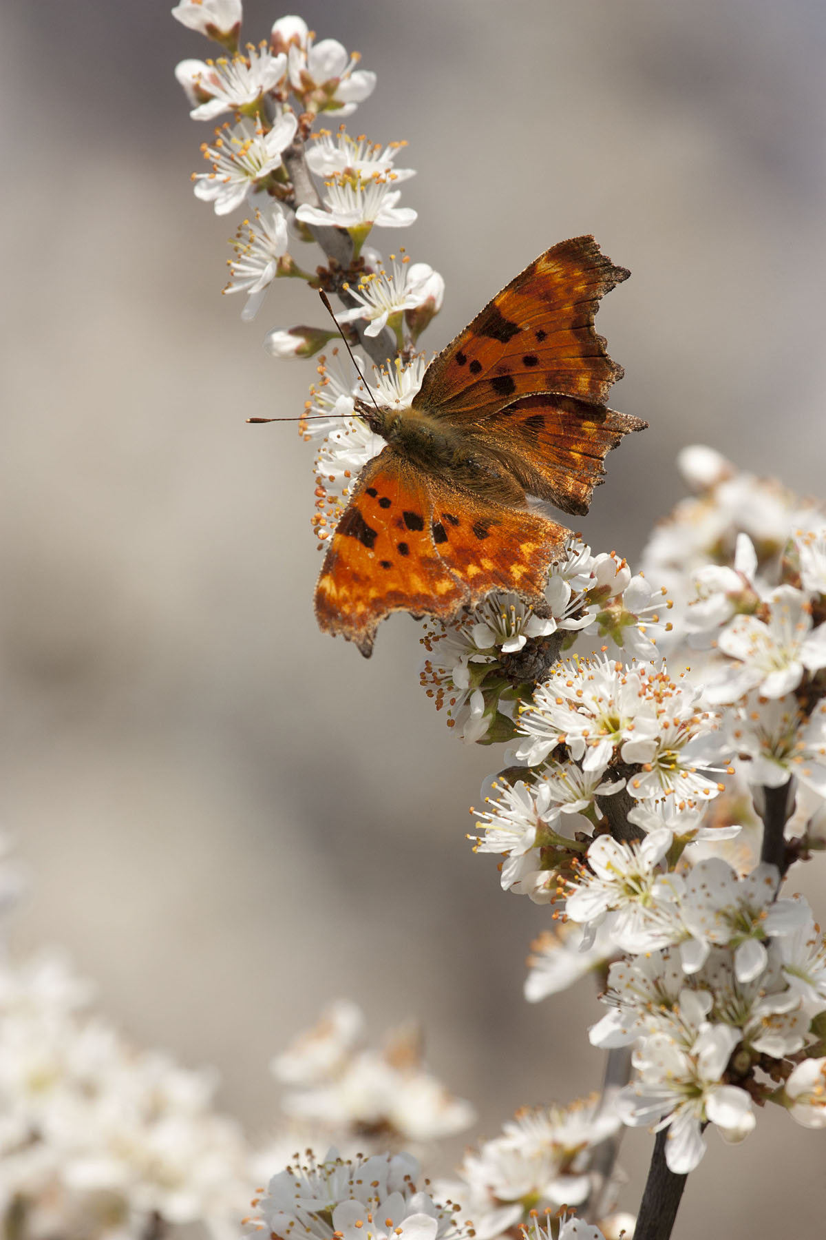 Vanessa c su Prugnolo