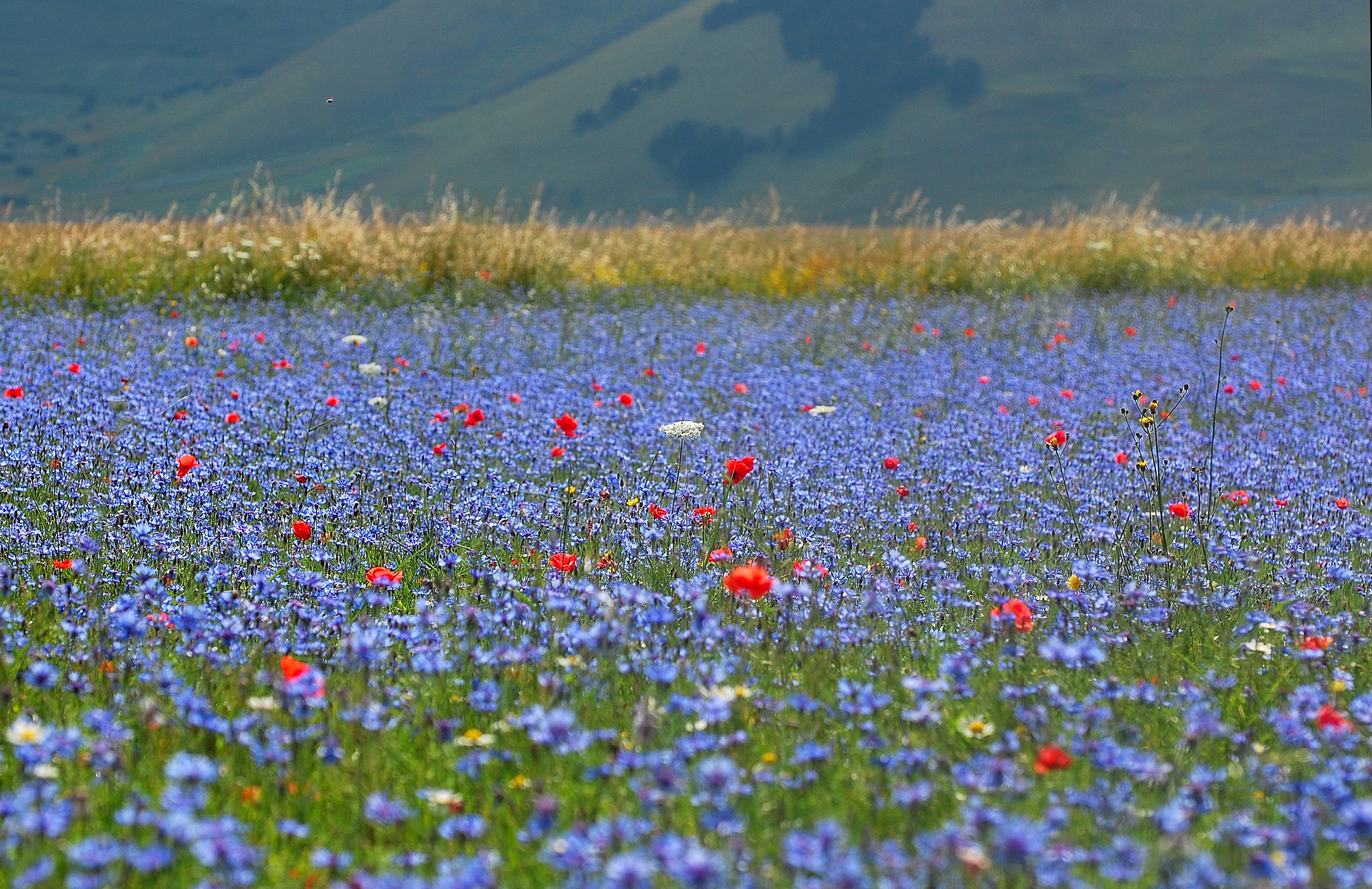 Not to forget the colors of summer