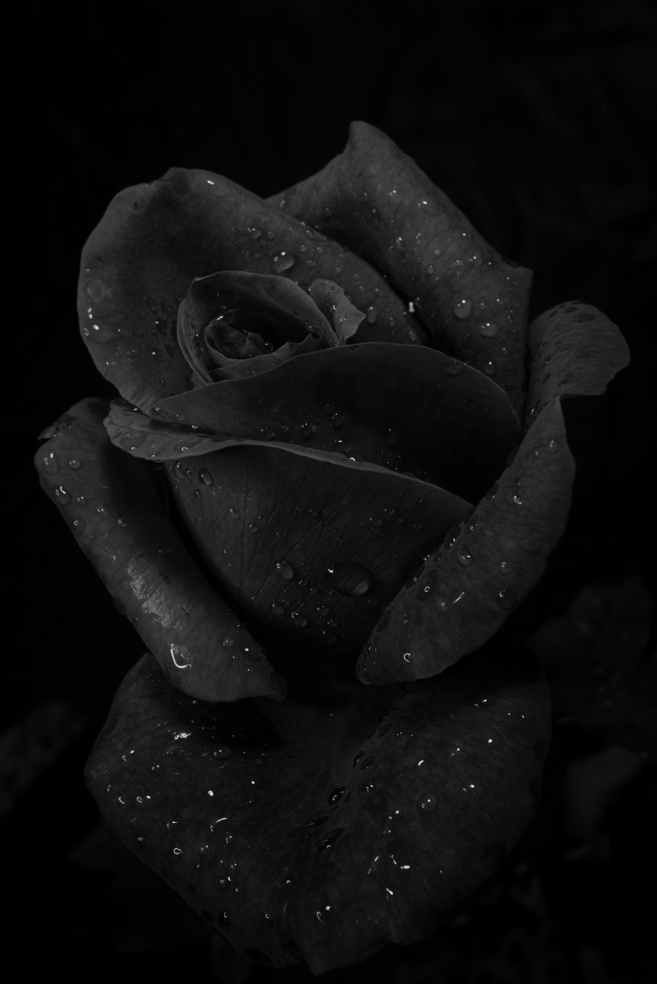 black rose
