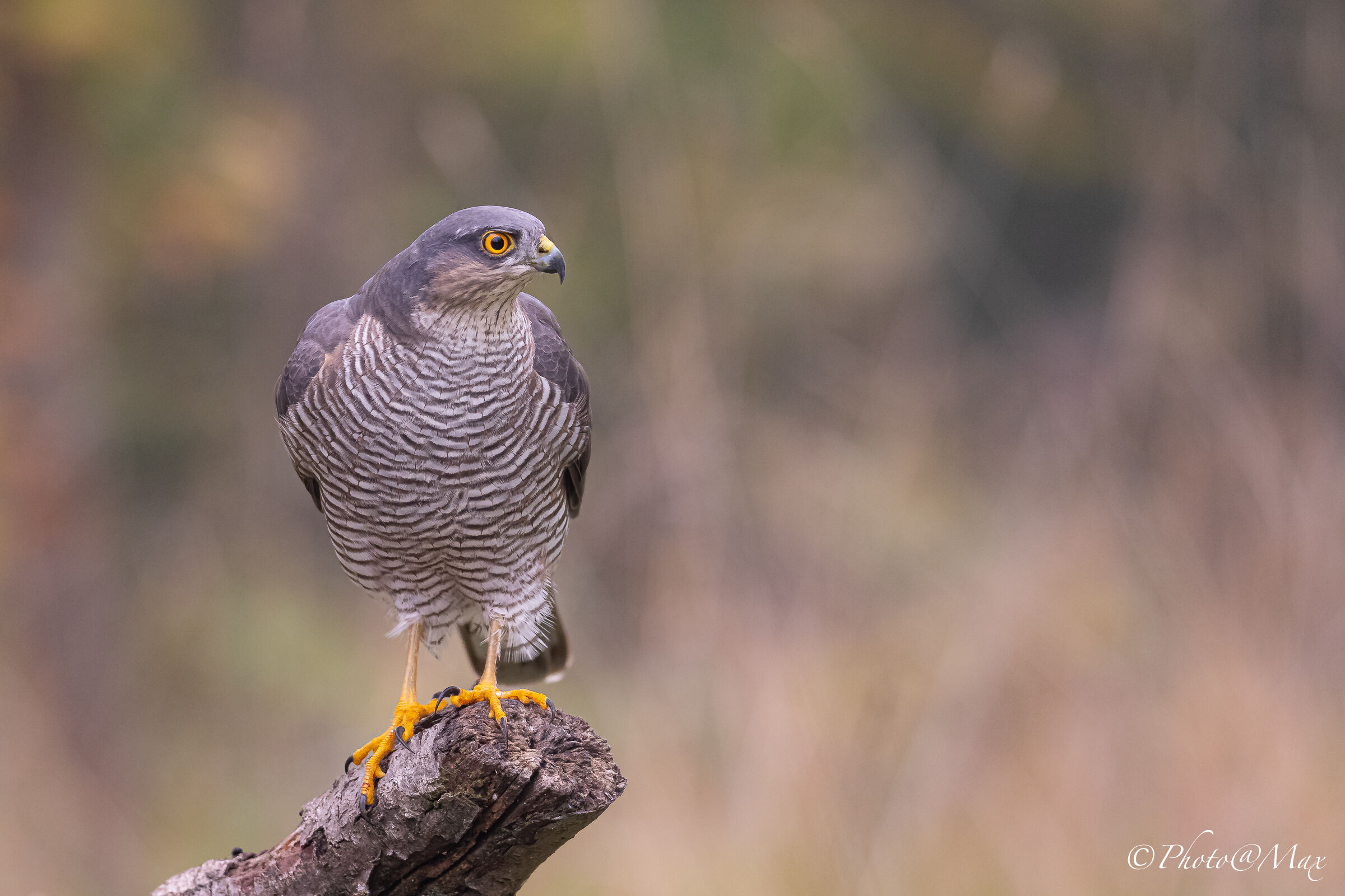 Uno Sparviere in autunno
