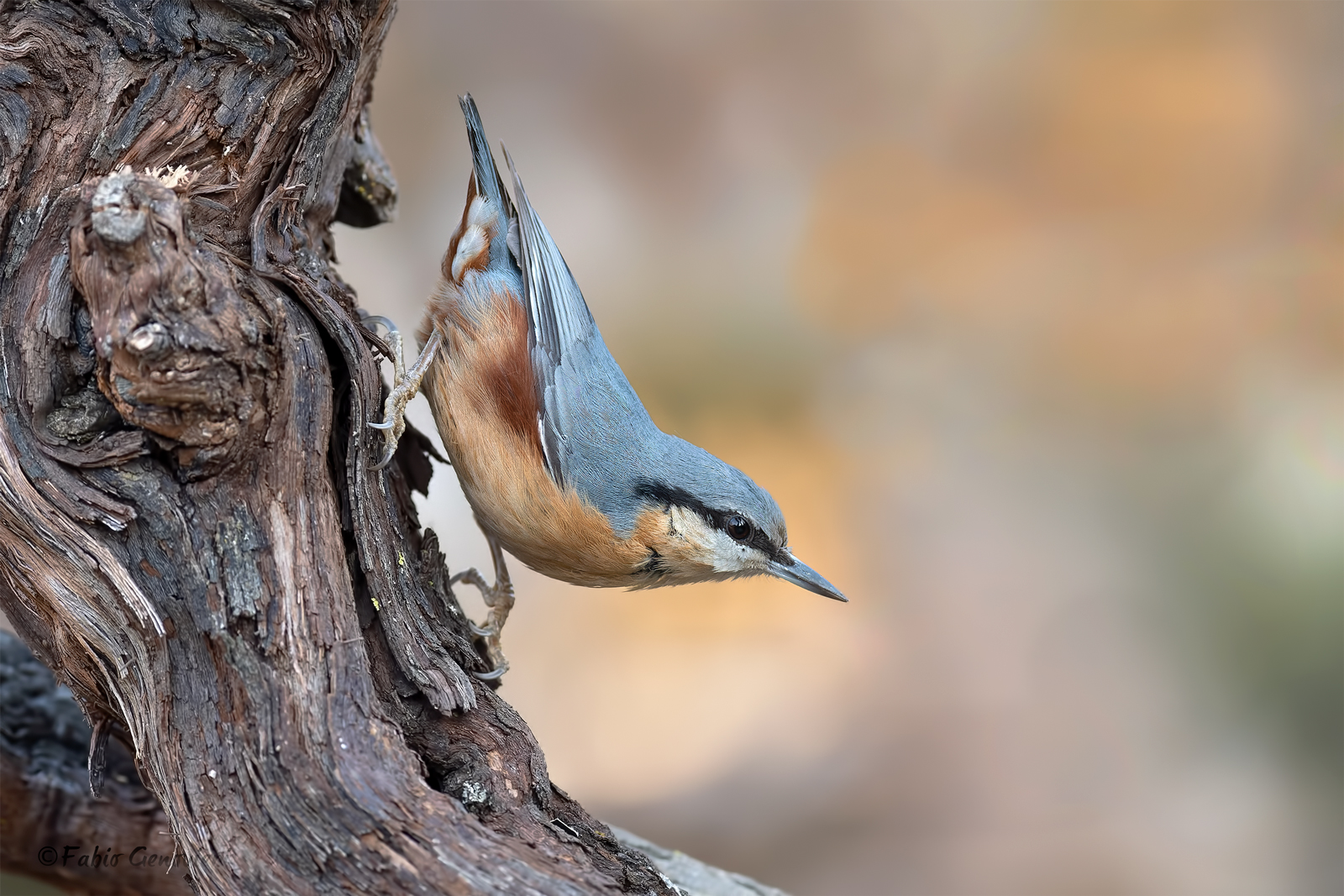wood nuthatch