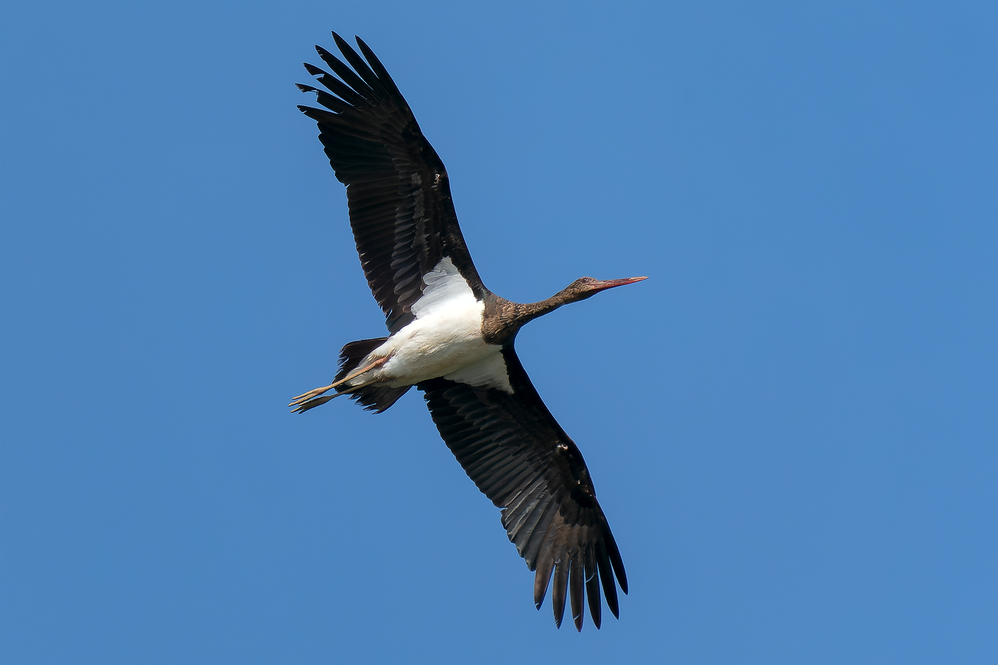 Black stork