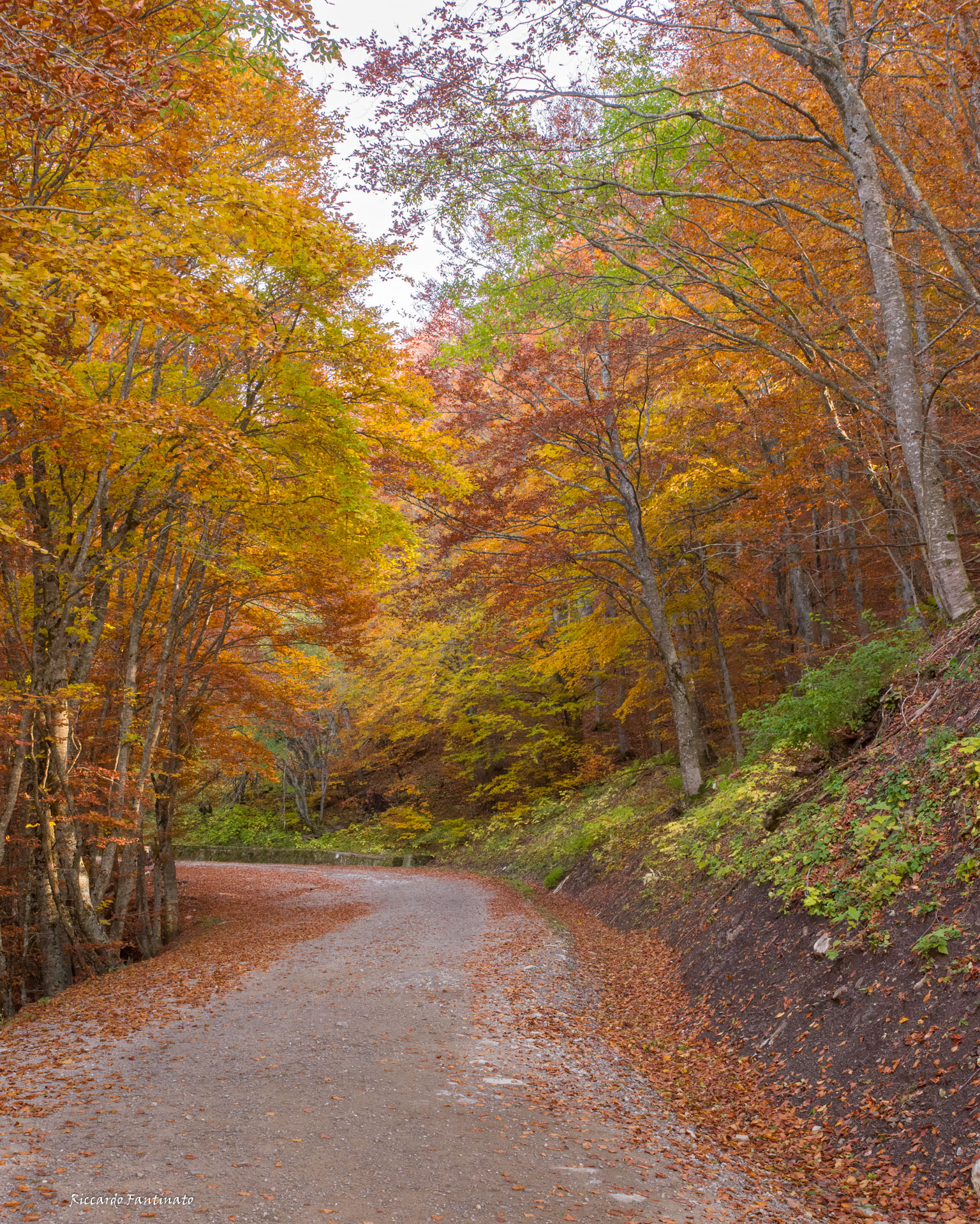 il bosco si veste di autunno #foliage2021
