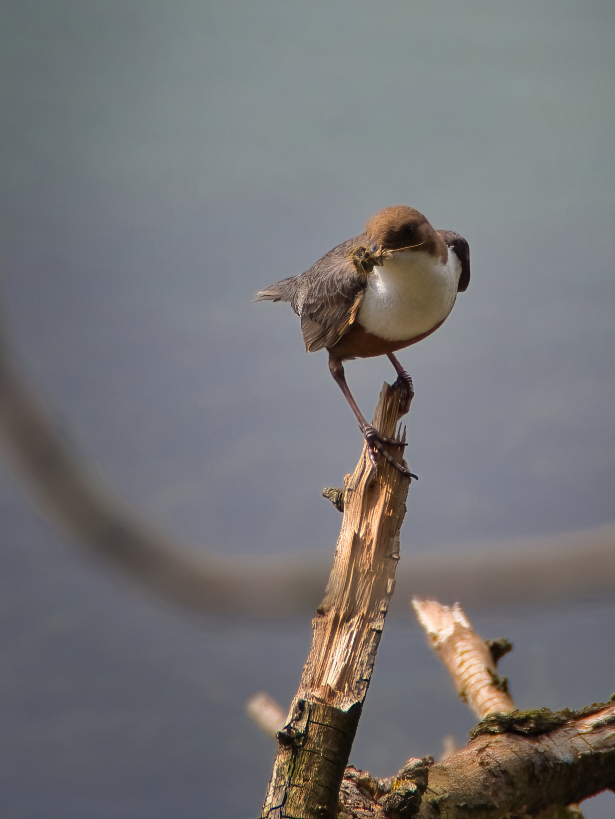 Blackbird Acquaiolo with imbeccata