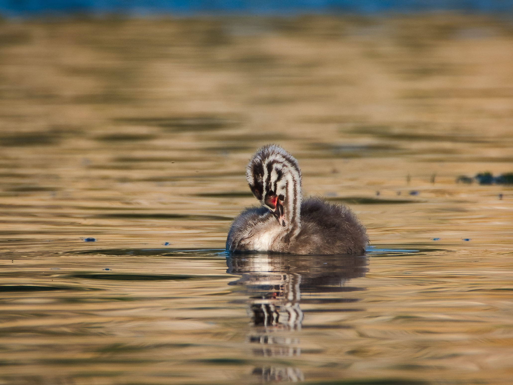 Pullo of Grebes