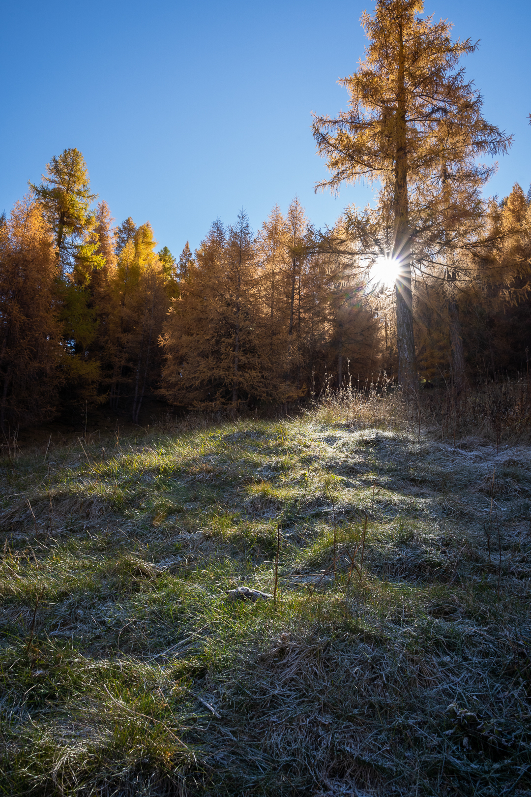 First lights in the autumn forest