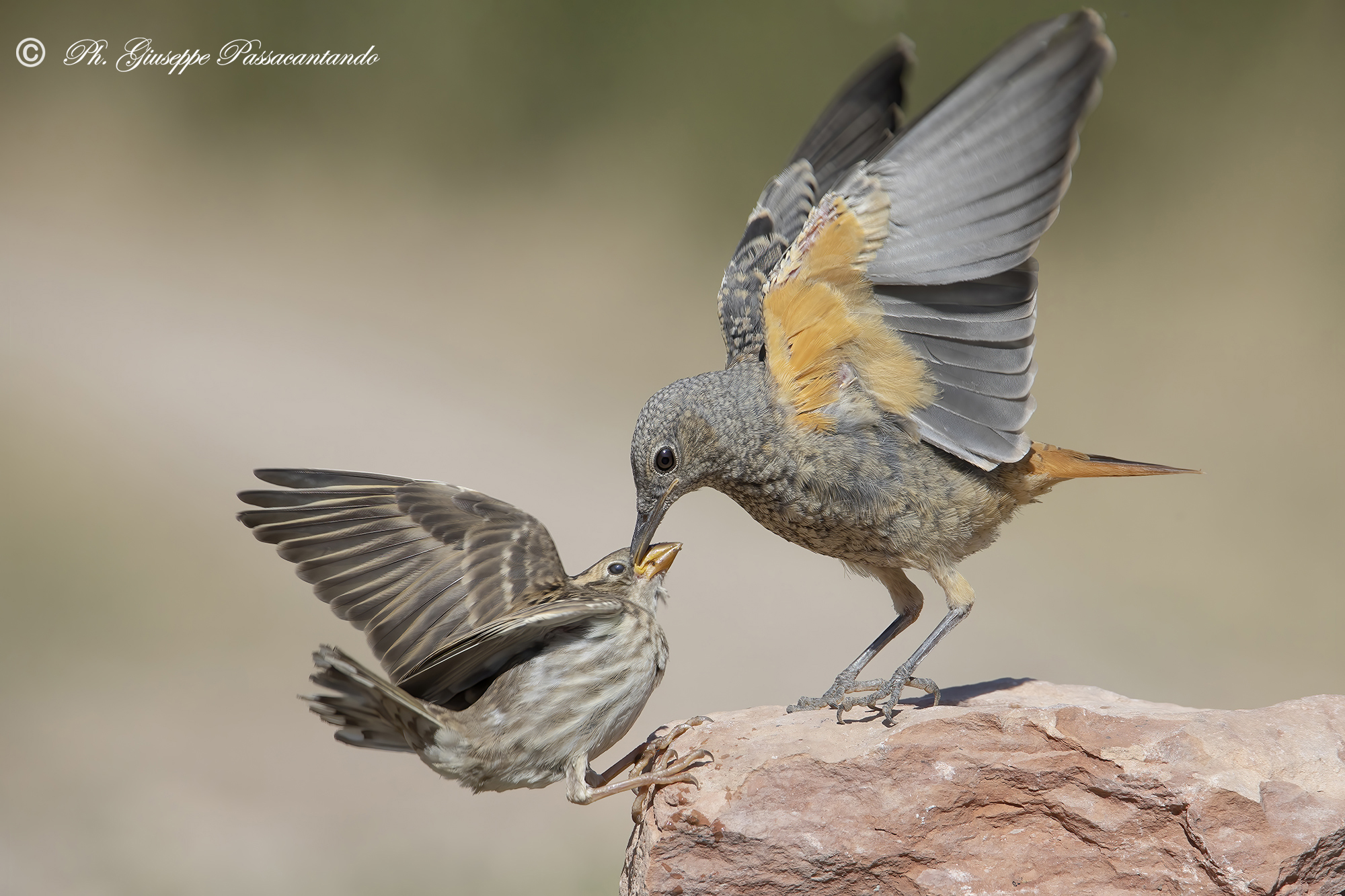 codirossone vs passera lagia