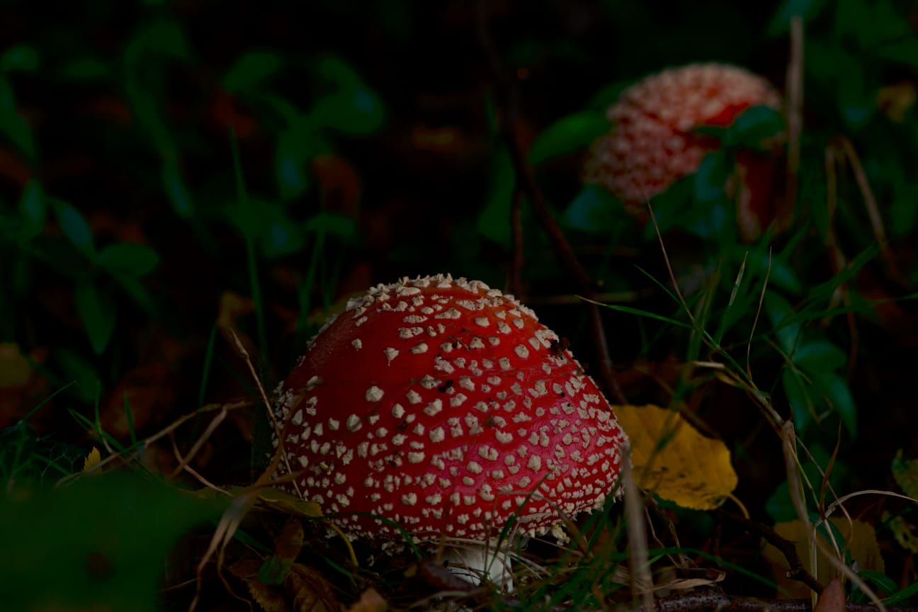 Amanita muscaria