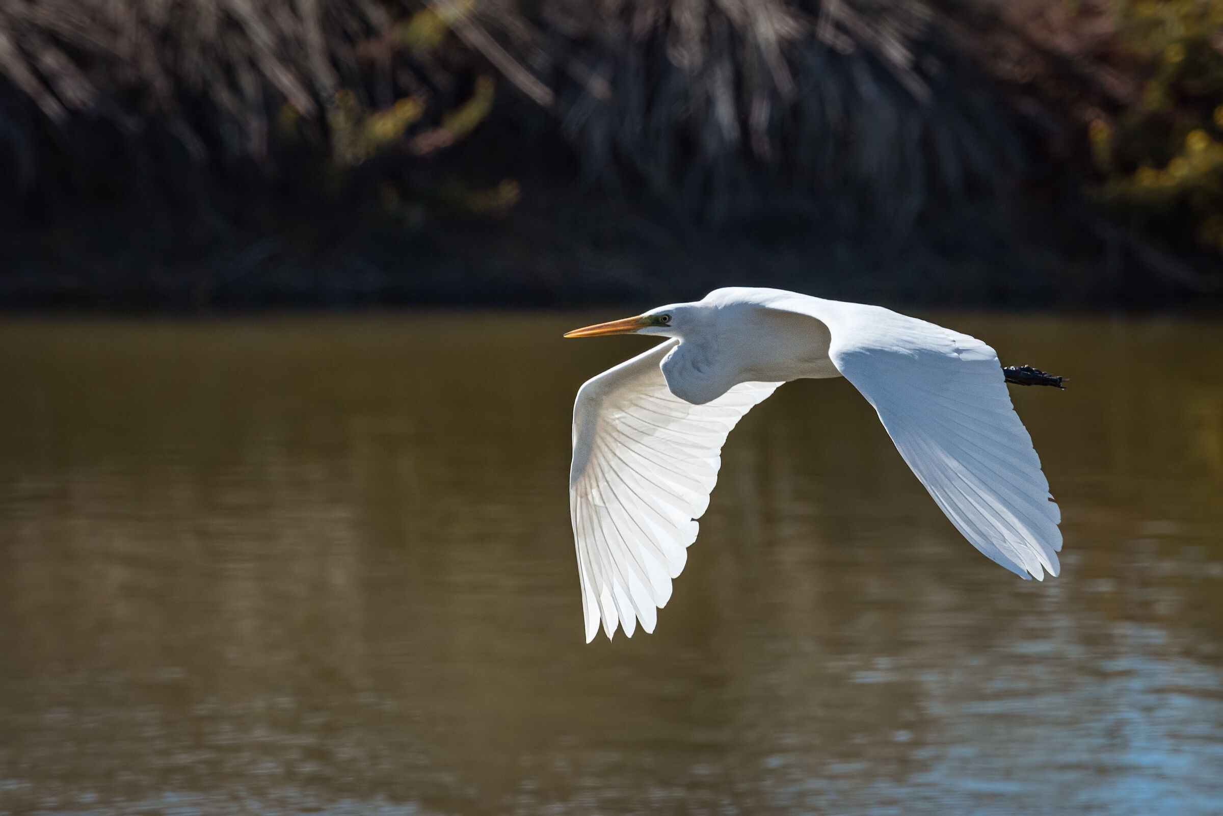 Great white heron n.1