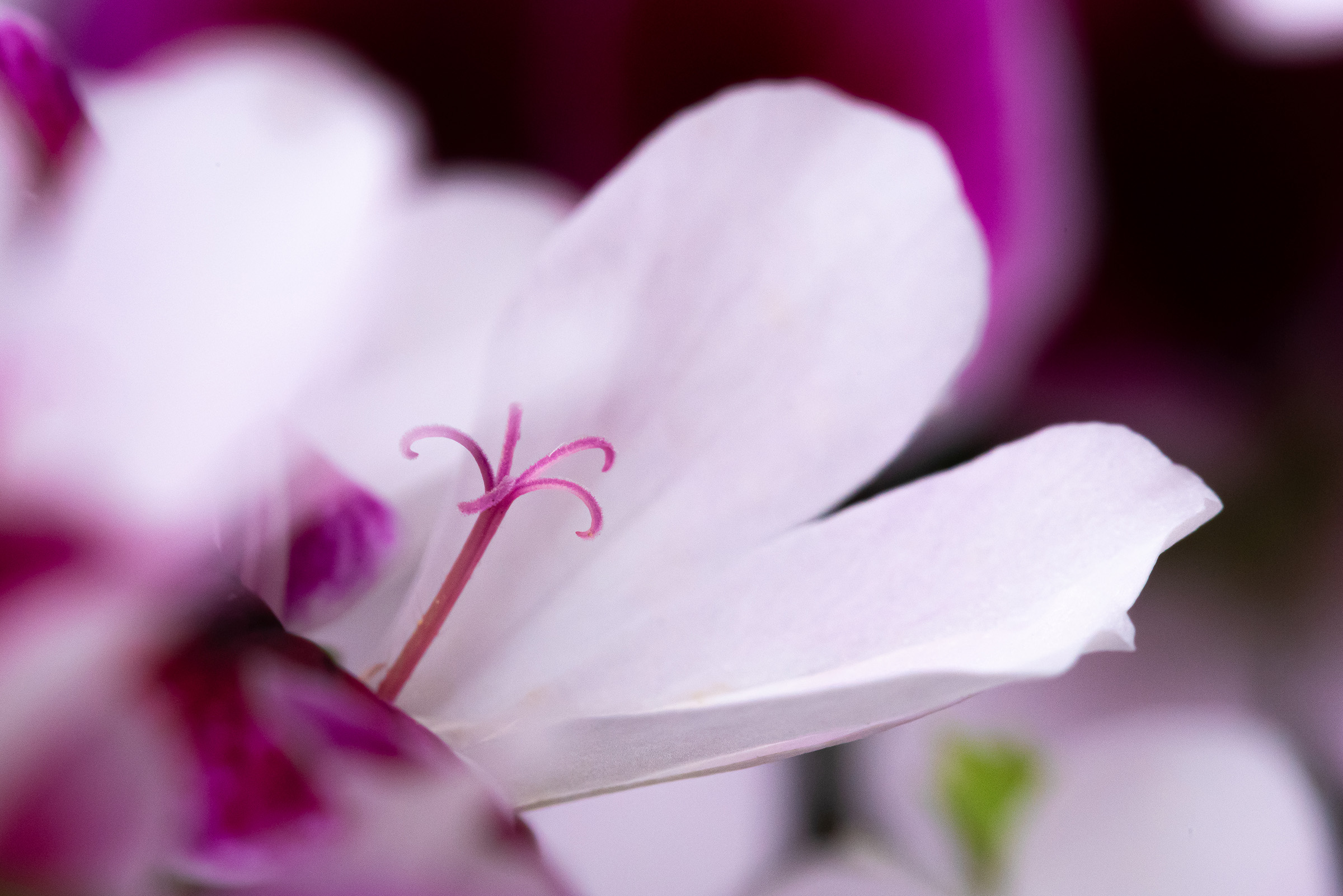 dettaglio di Geranio Edera