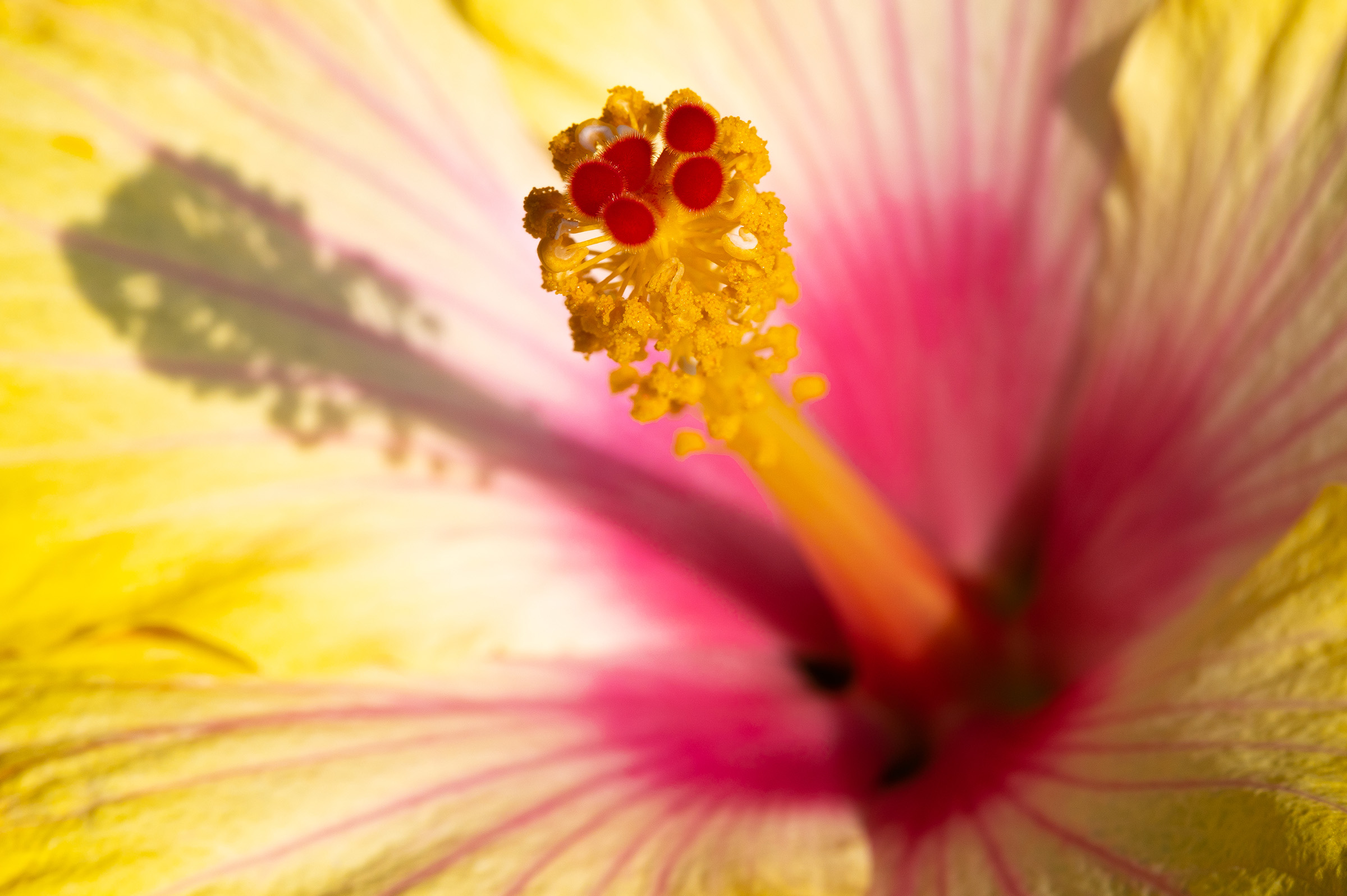 Hibiscus