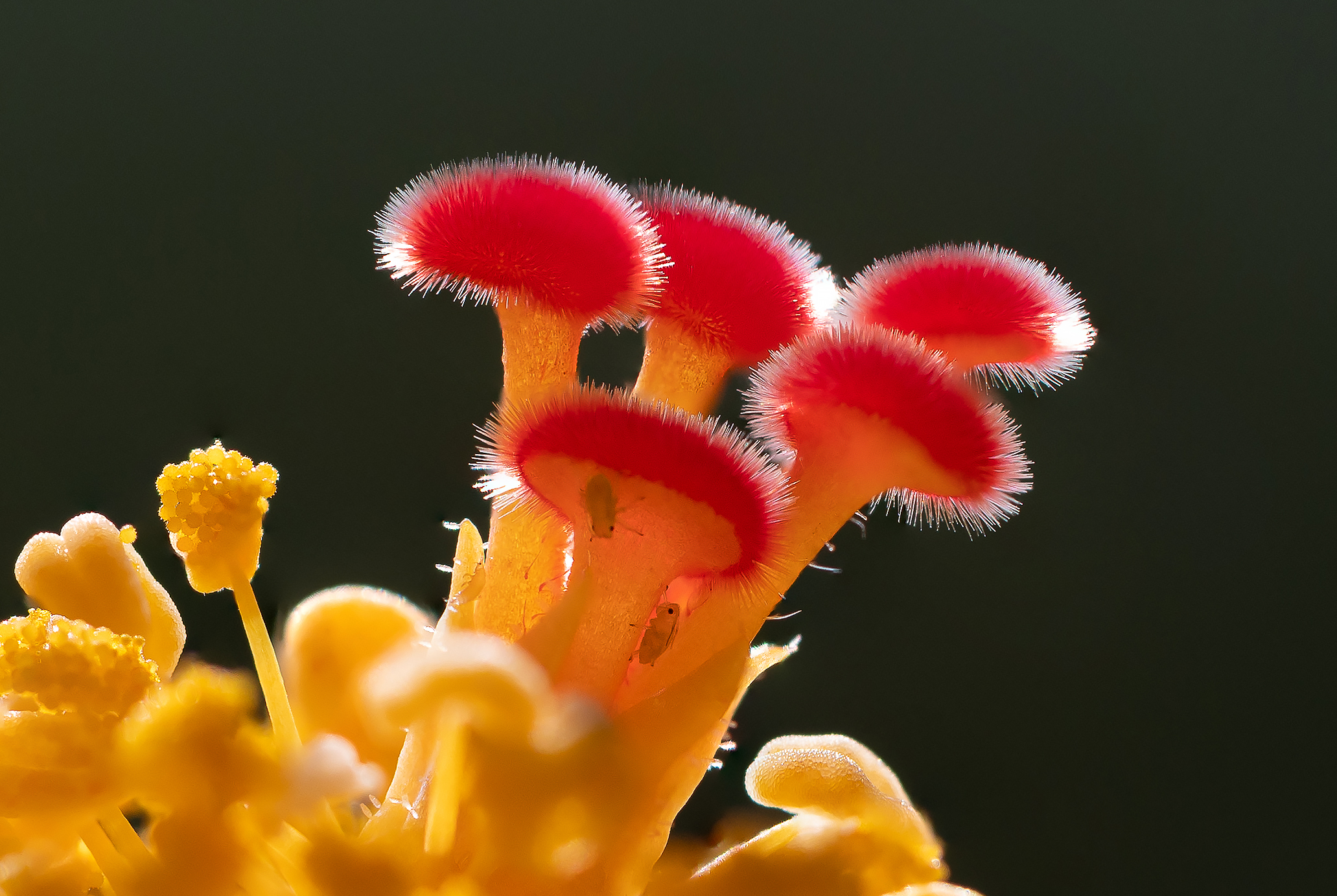 pistilli di Hibiscus con ospiti
