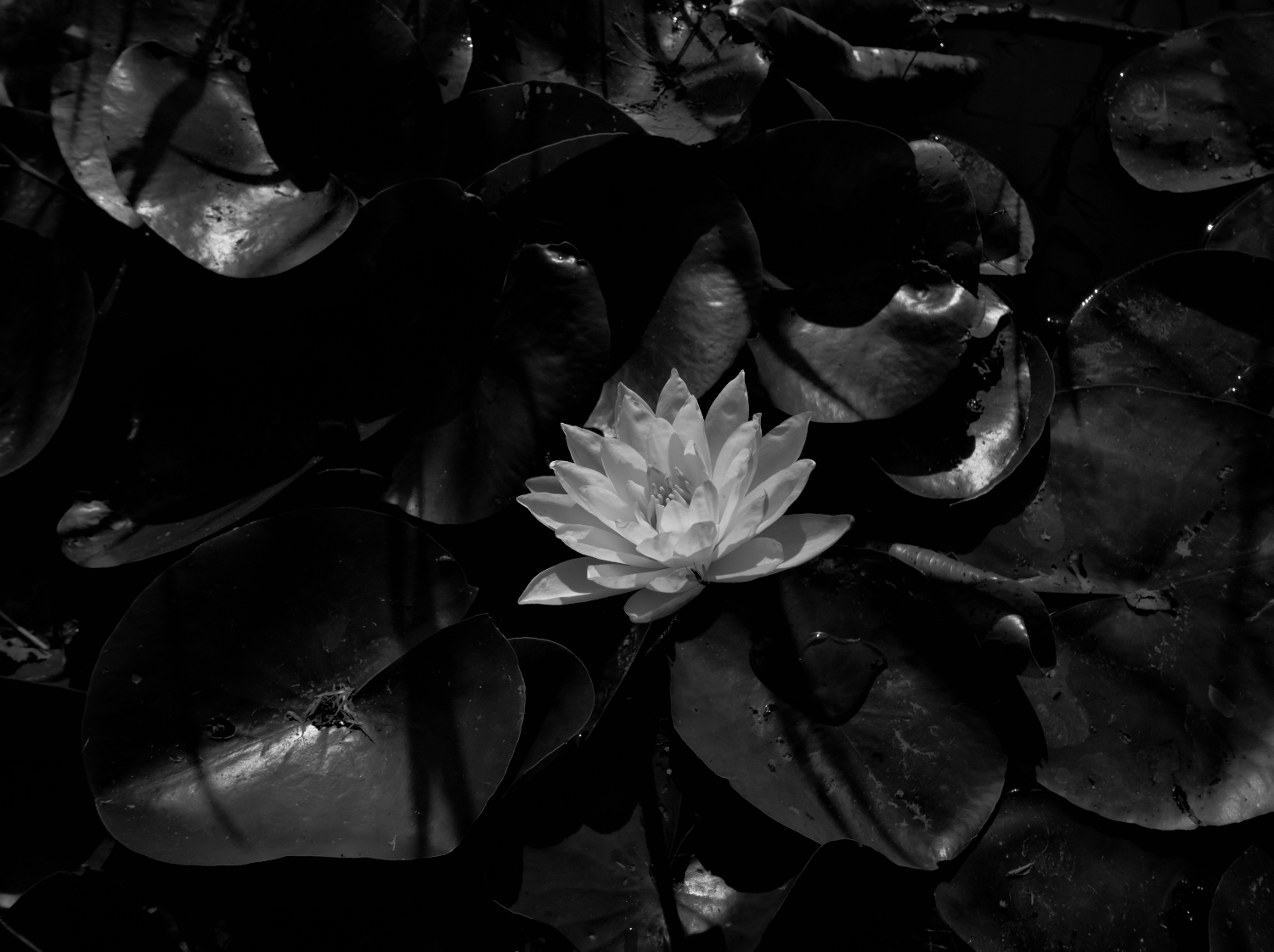 water lily