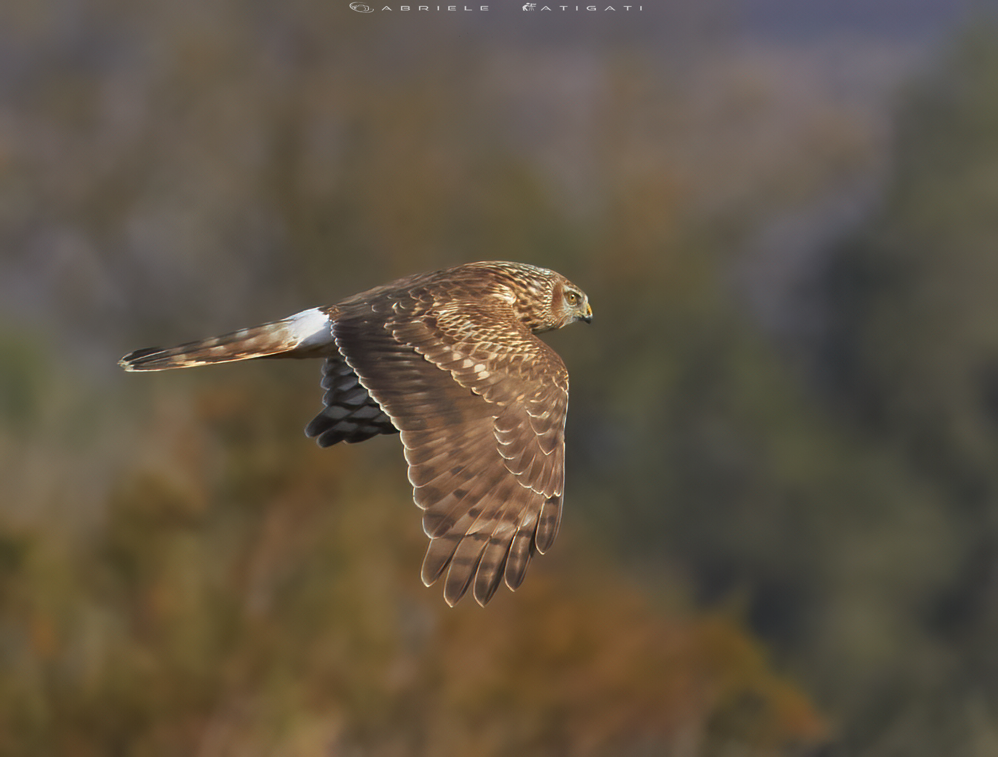 Female lesser harrier