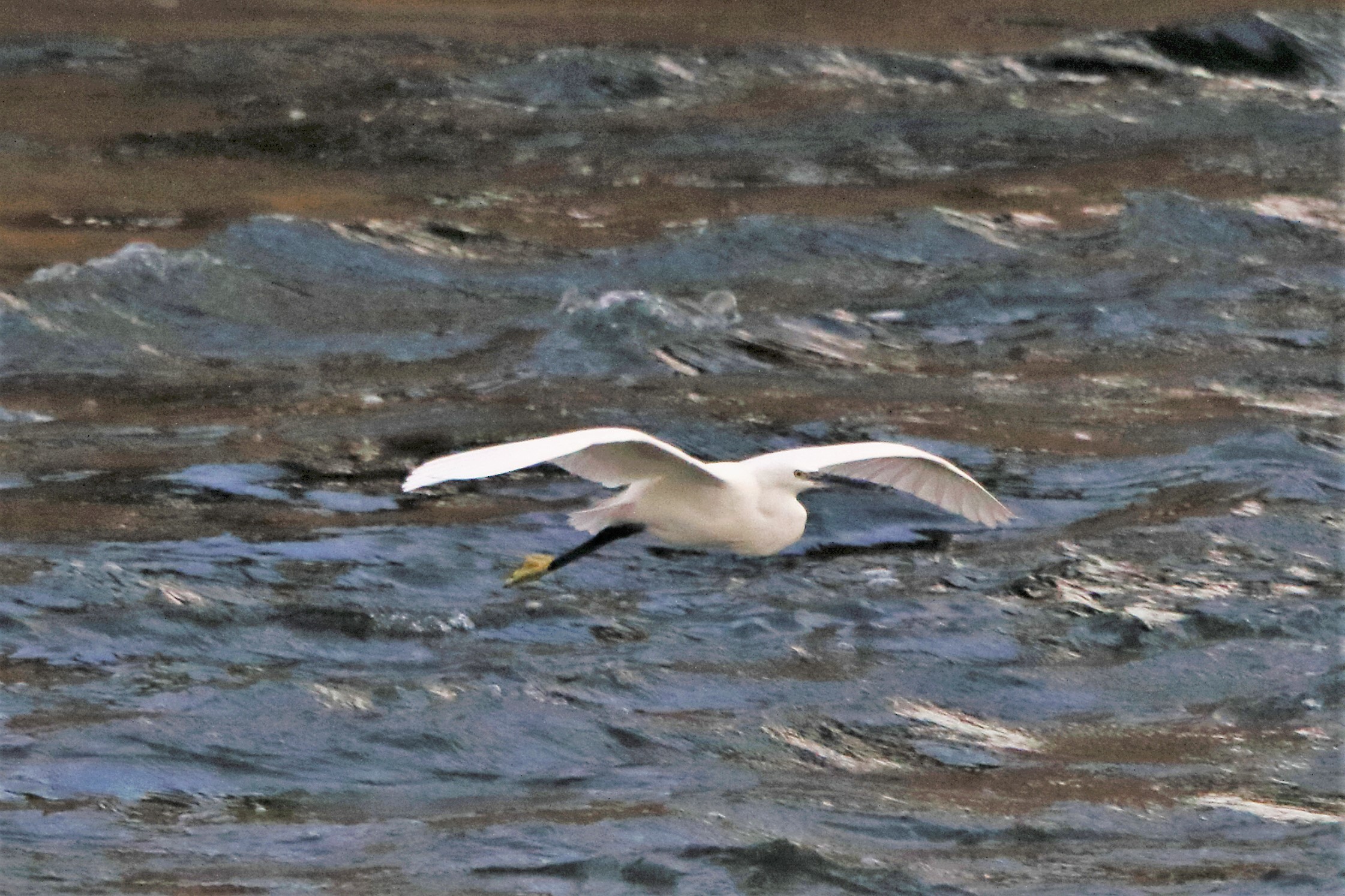 egret