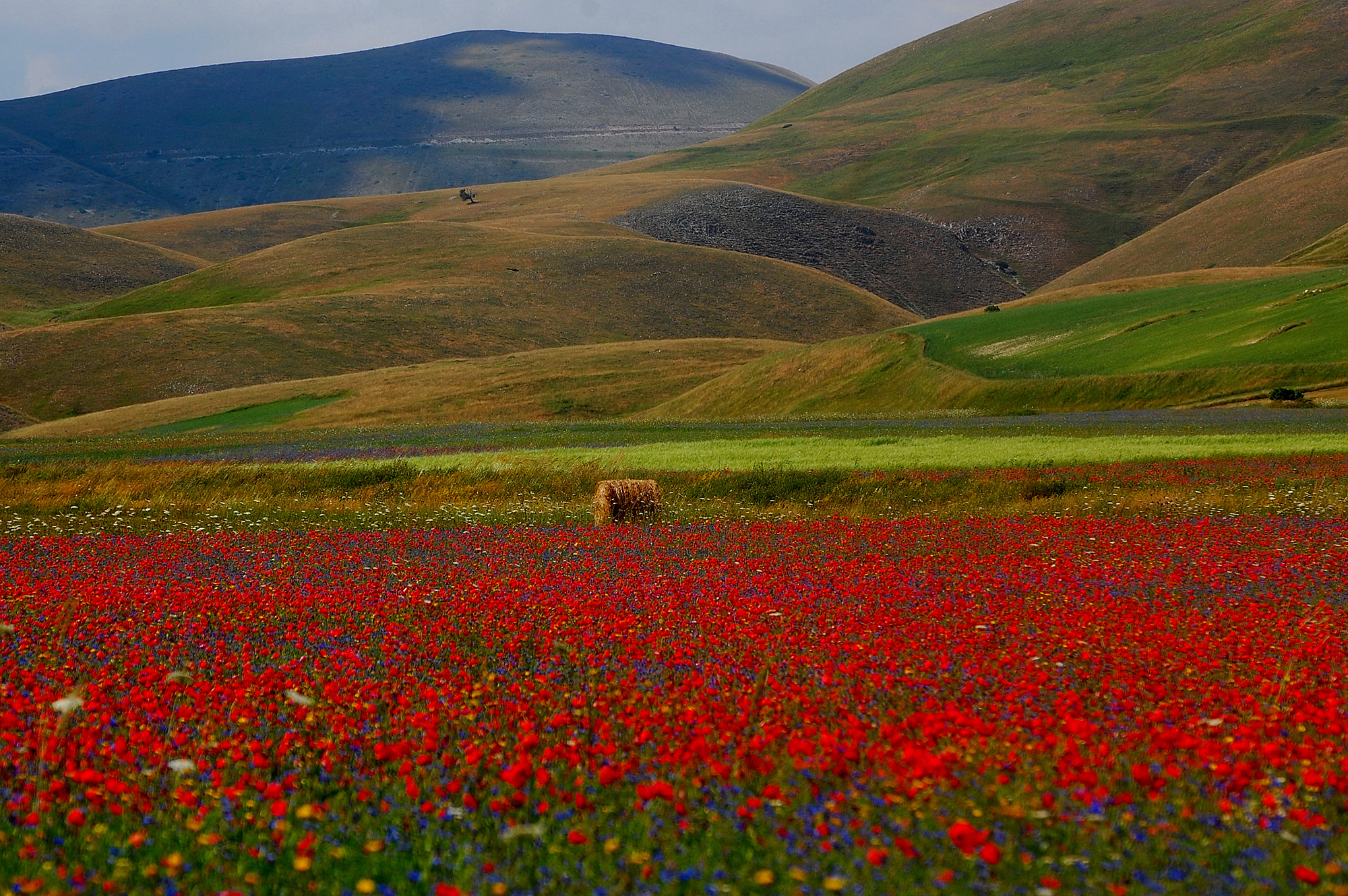 A thousand red poppies