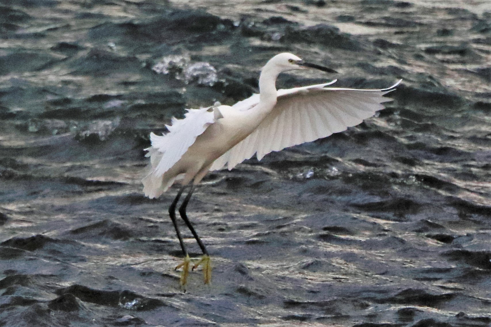 Egret