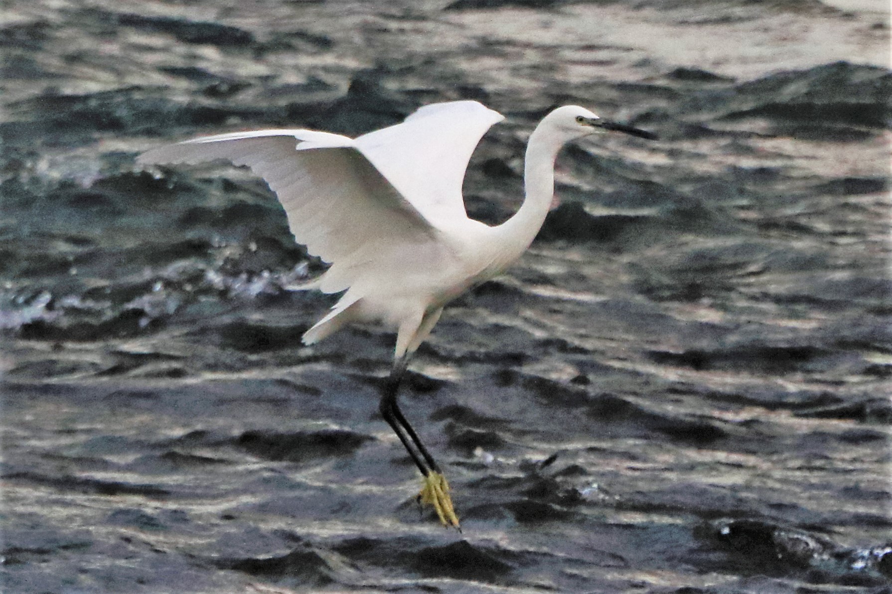 Egret