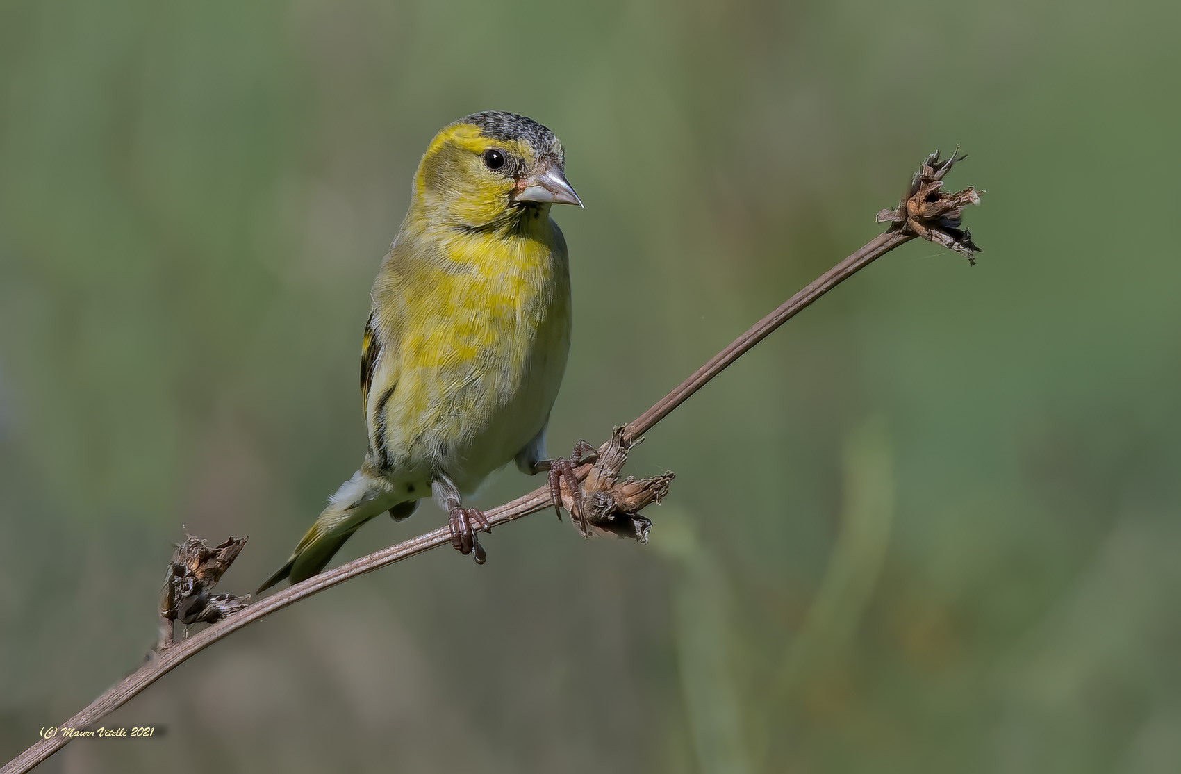 Lucherino (Carduelis spinus)