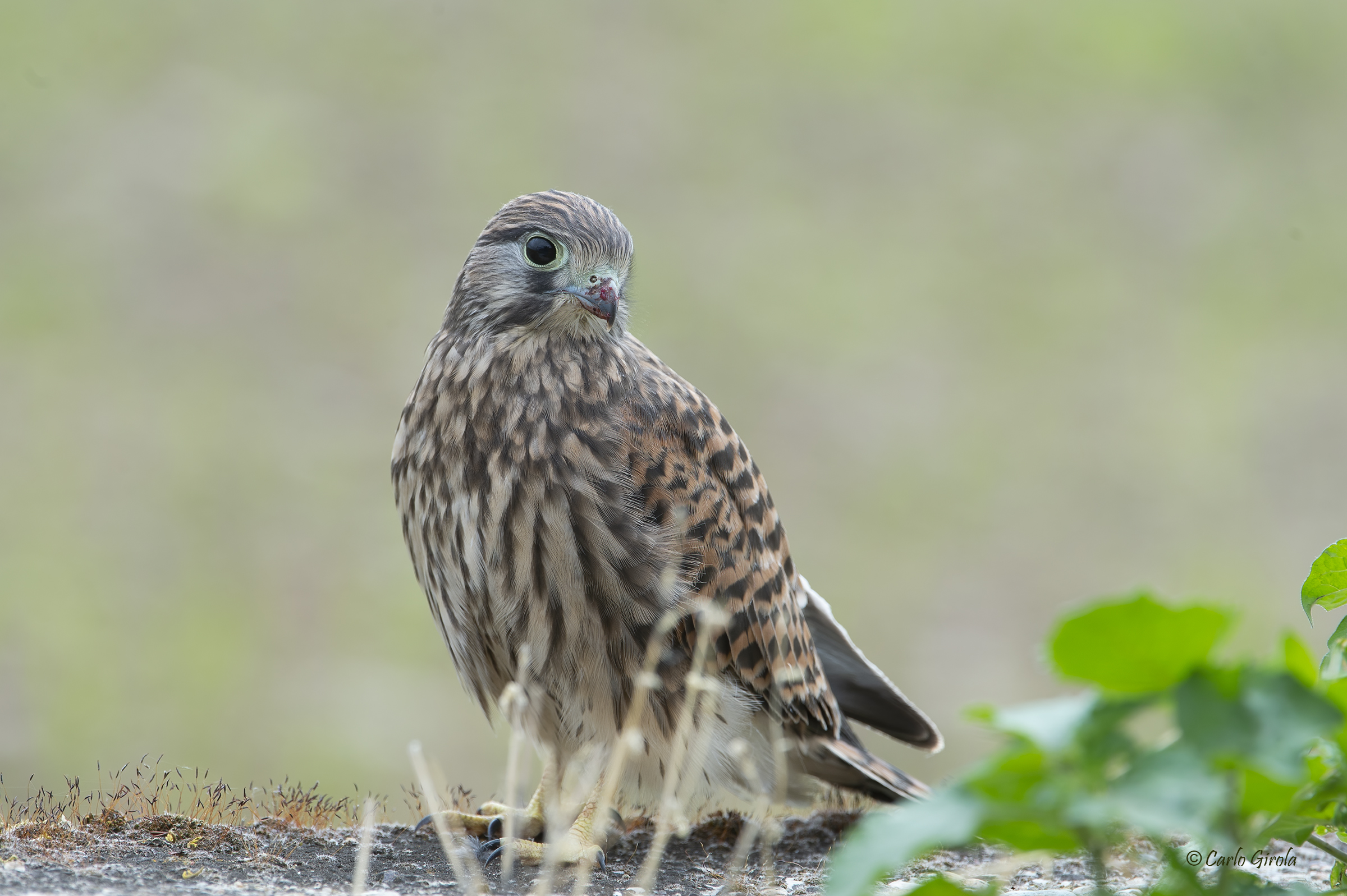 Gheppio (Falco tinnunculus)