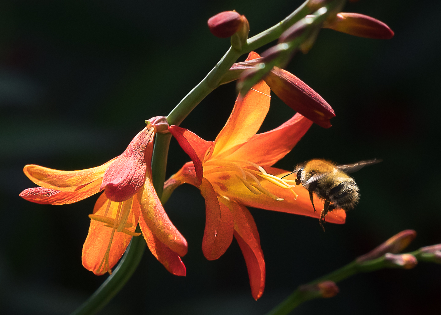 Carder bee e Crocosmia