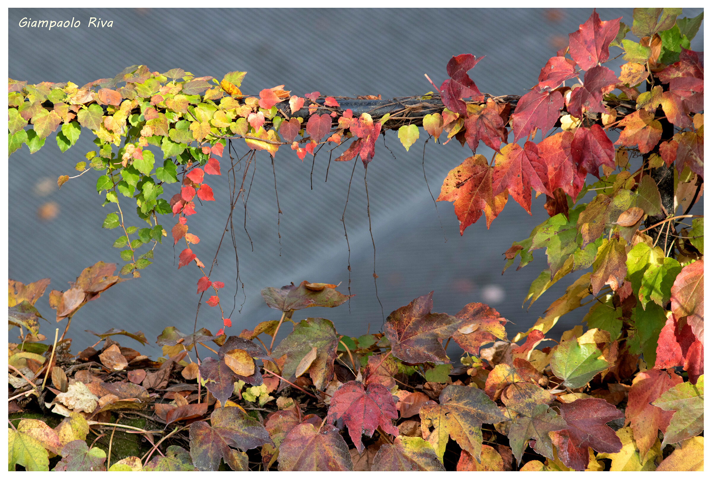 Canadian vine, autumn colors