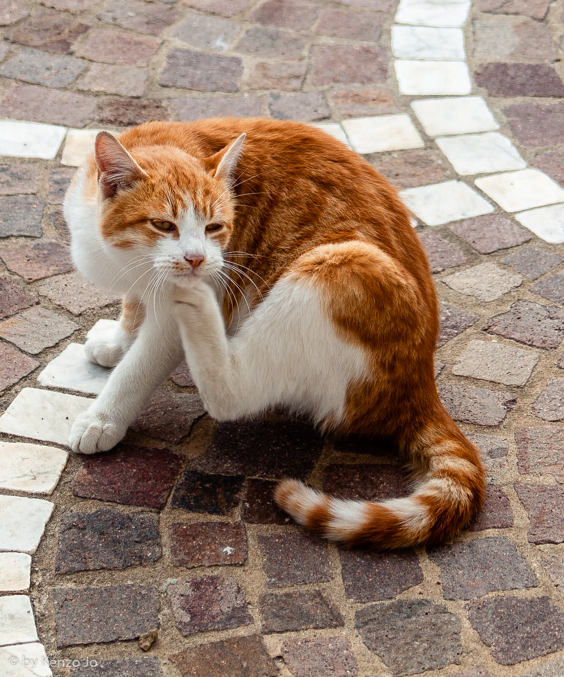 Espressione felina