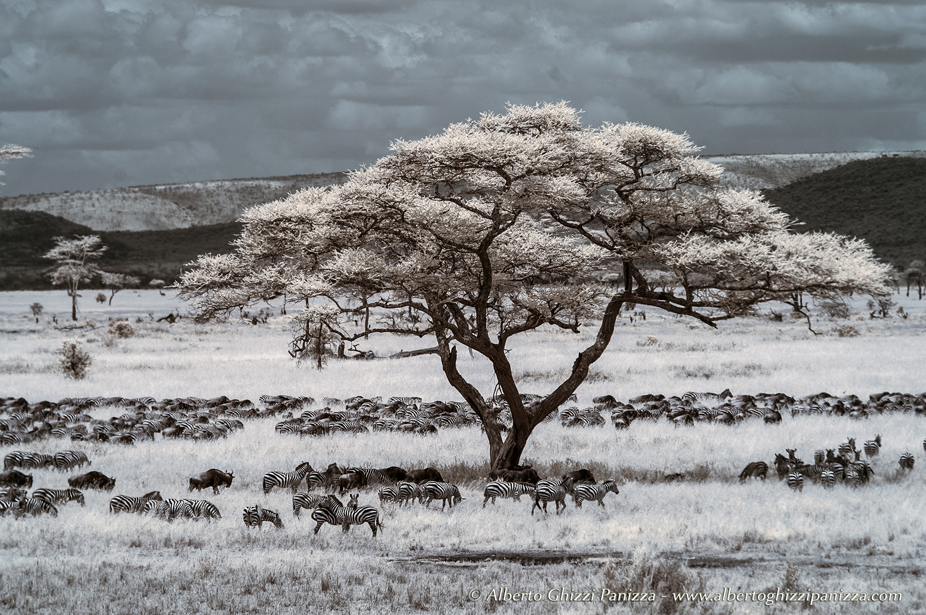 La Grande Migrazione nel Serengeti