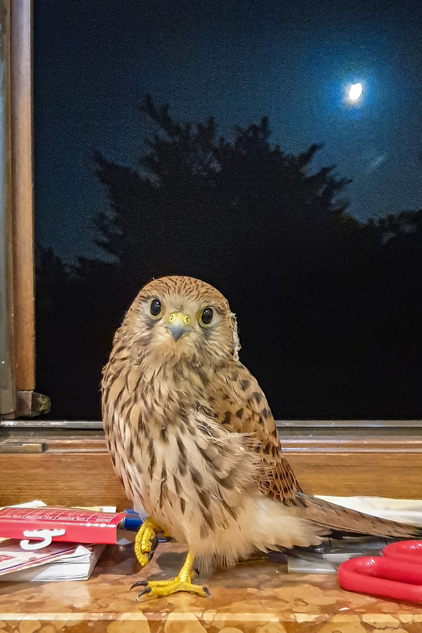 Female chegle on window lived in the moonlight