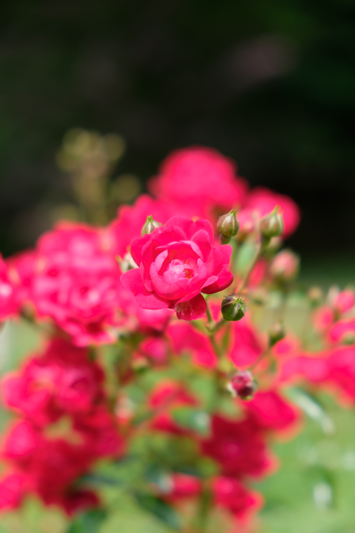 Fuji color 3 no pp provia