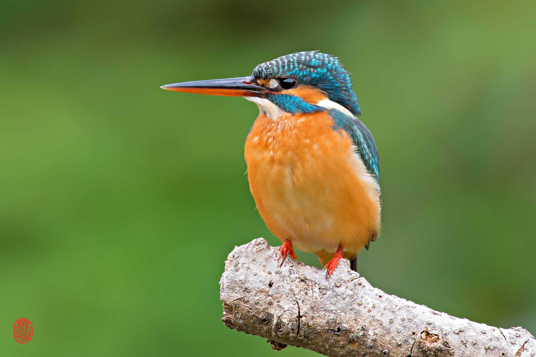 Kingfisher al mattino