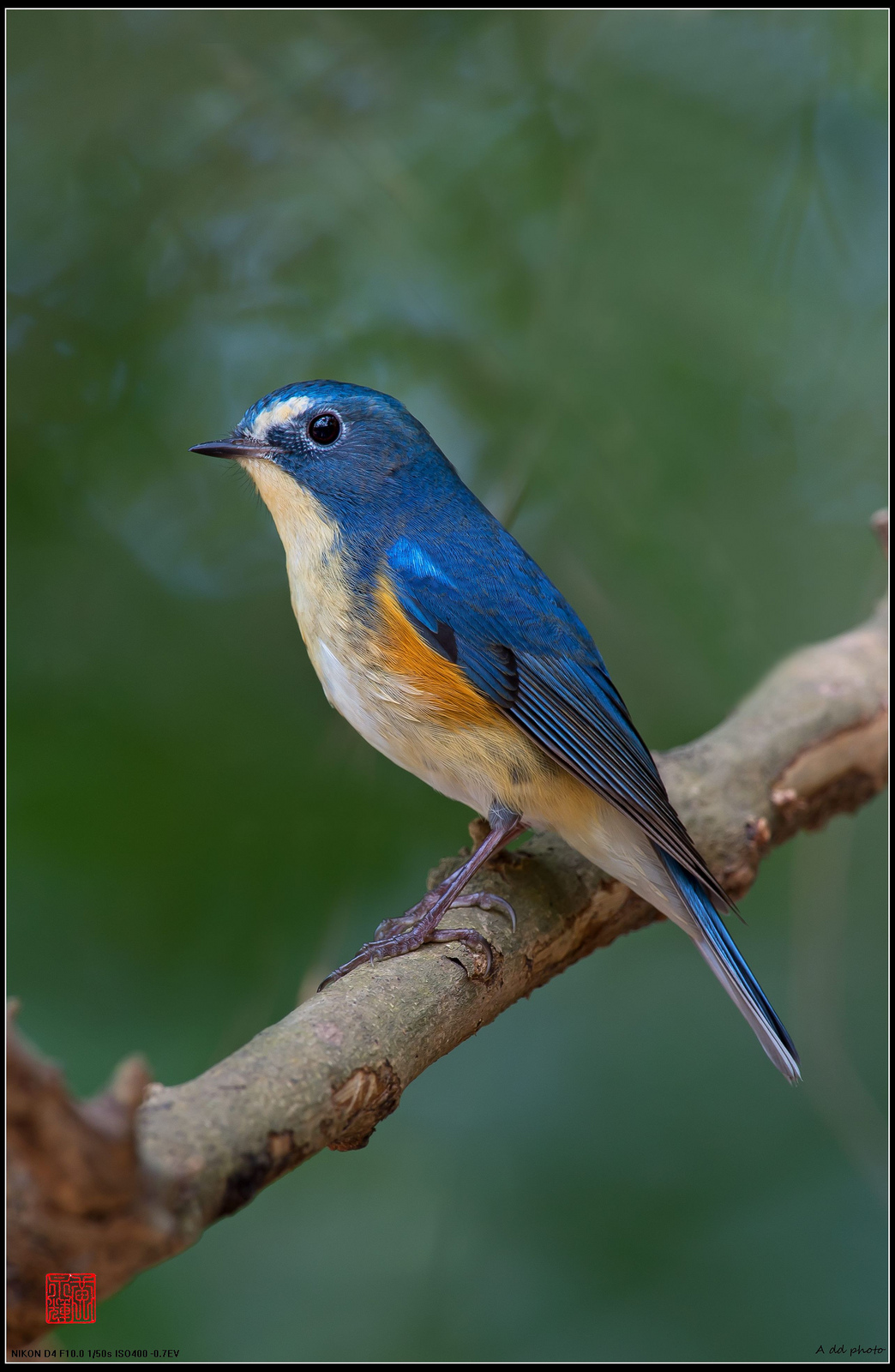 Rosso-fiancheggiato Bush Robin (Tarsiger cyanurus)