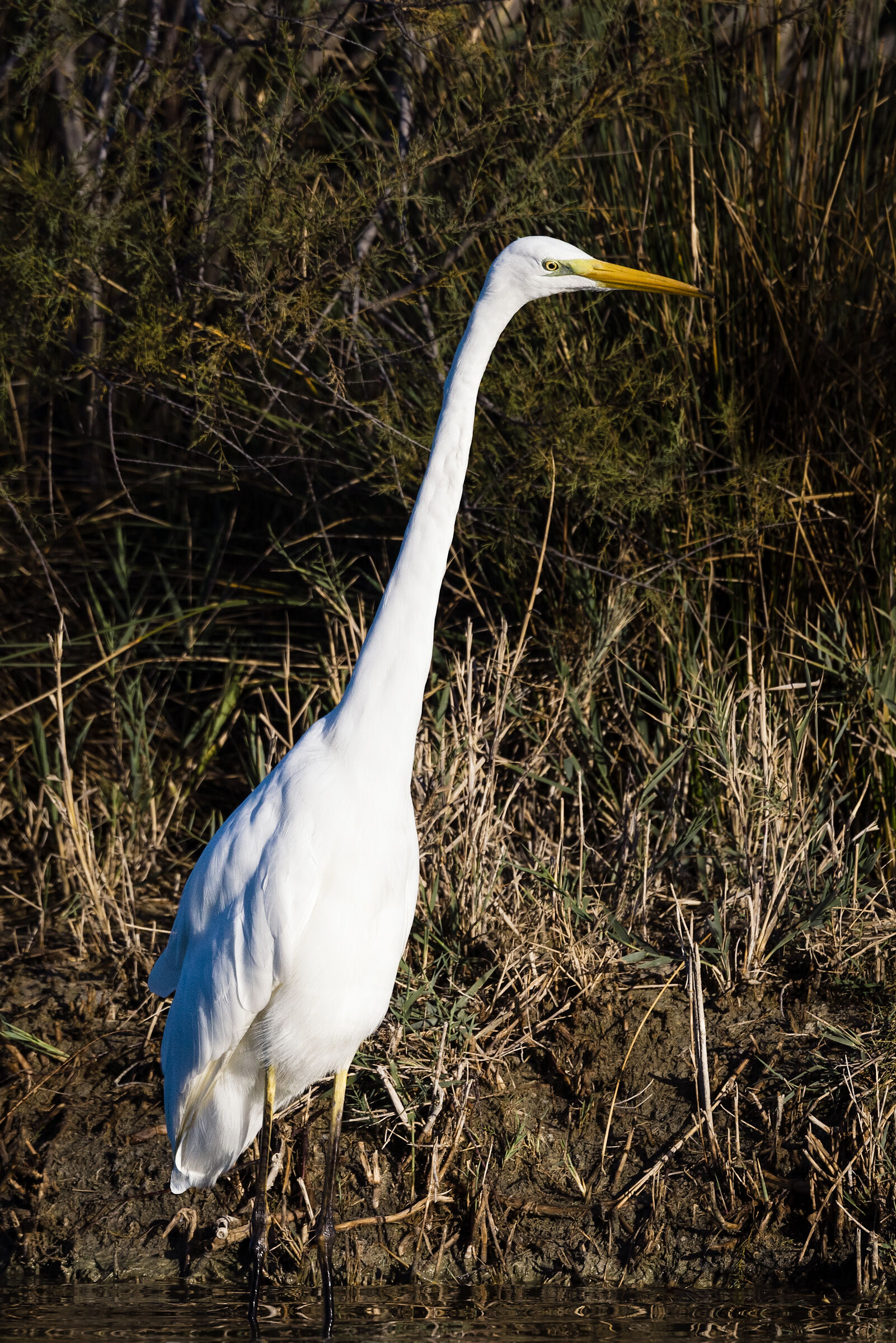 Great white heron n.2
