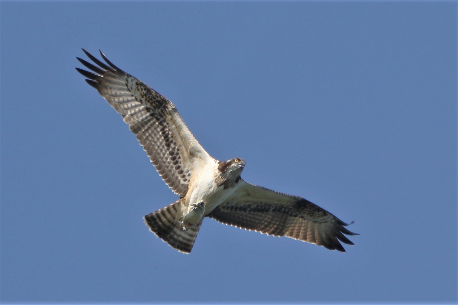 Osprey with prey 233