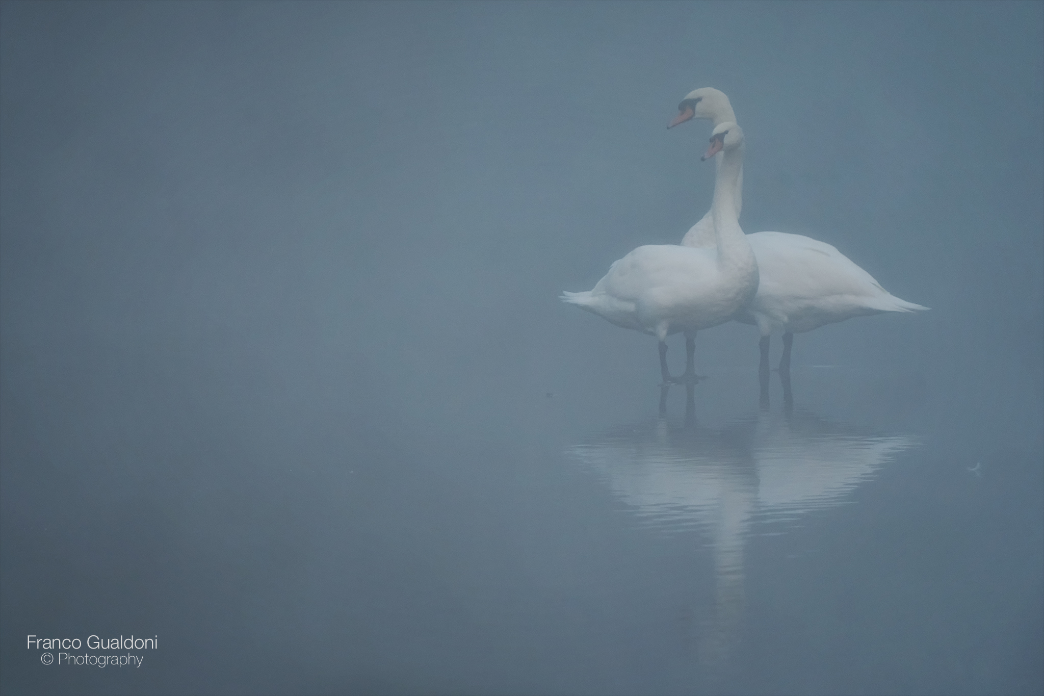 Swans in the fog.