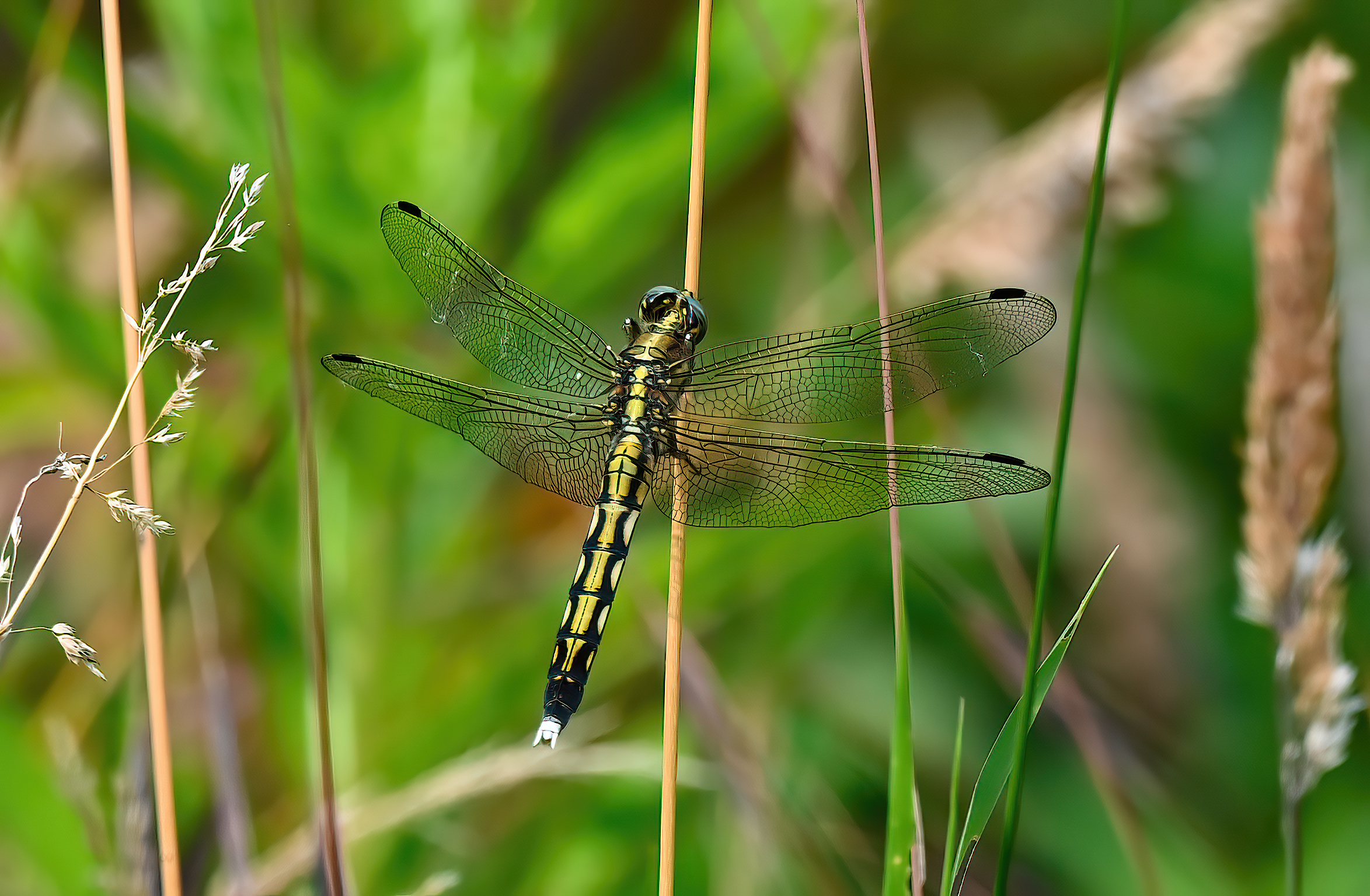 Orthetrum Albistylum