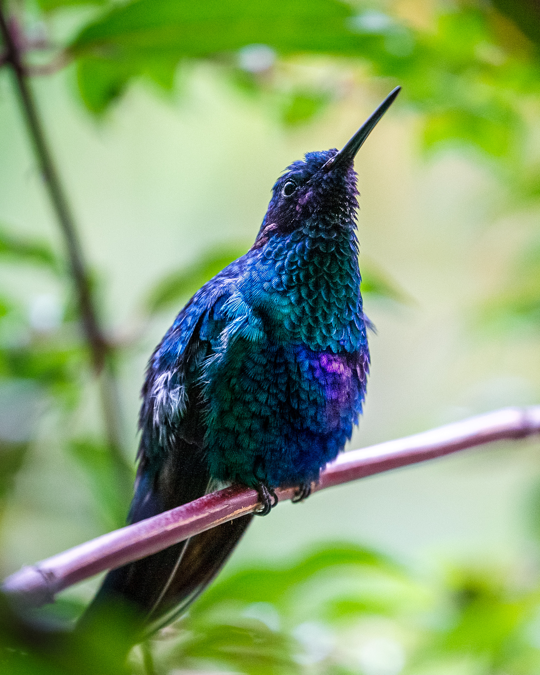 Colibrì Zaffiro e i suoi magnifici colori