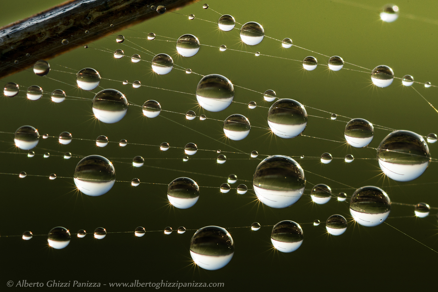 Gocce su ragnatela
