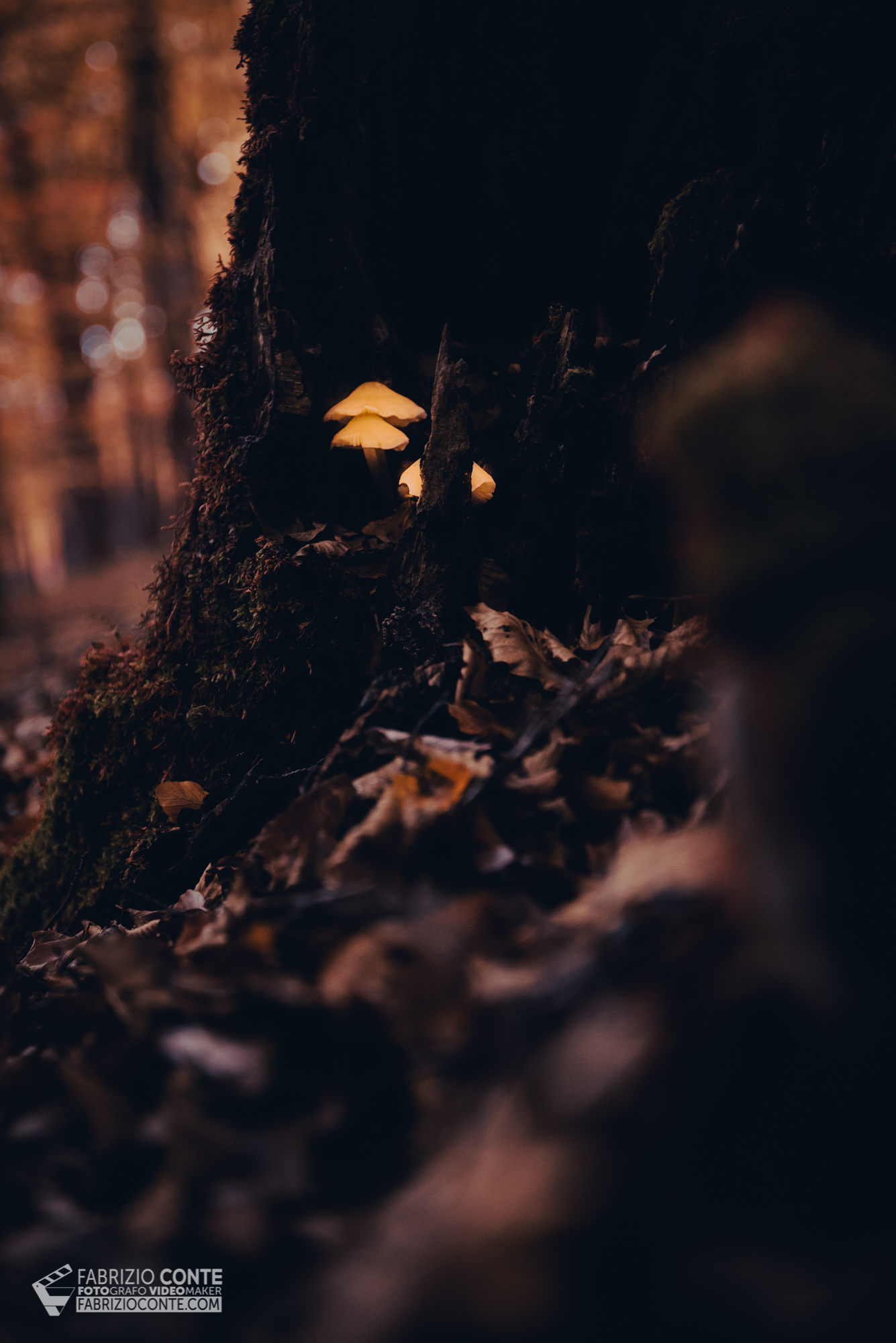 FUNGHI
