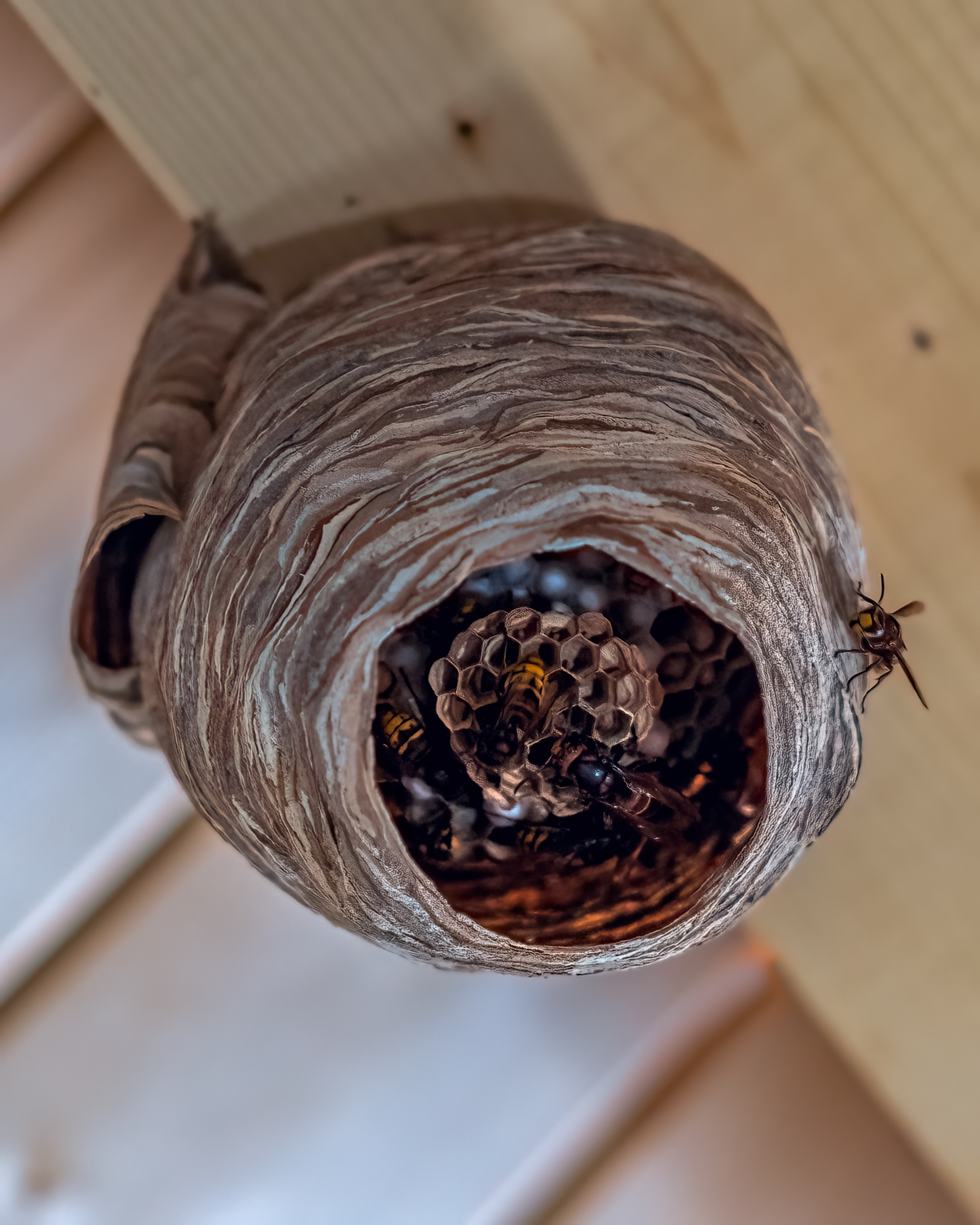 Nido di calabroni in costruzione