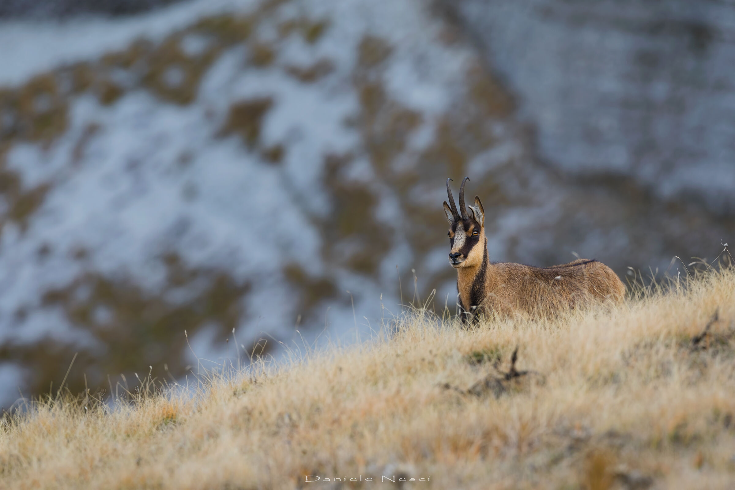 Regali dai Sibillini