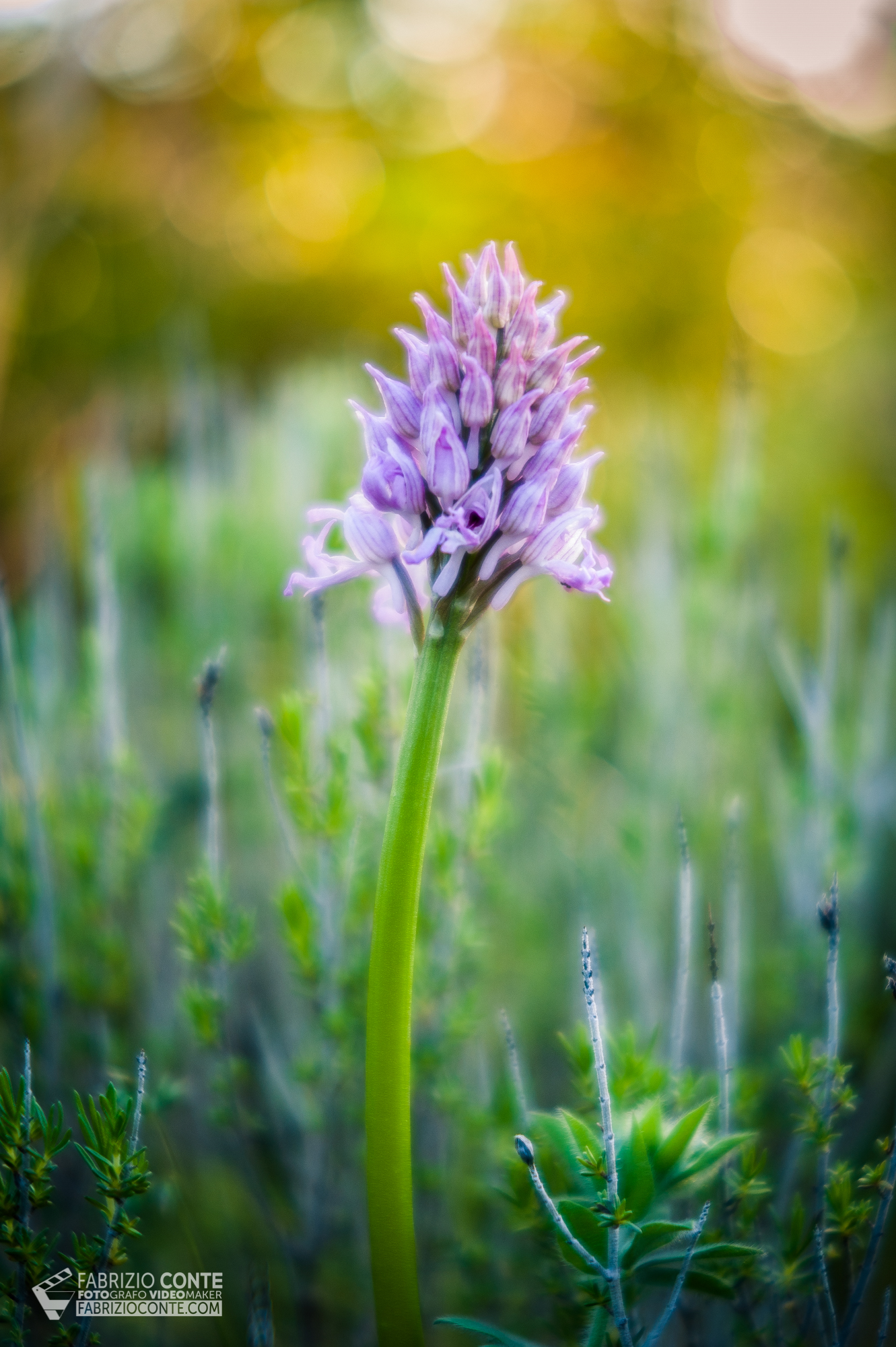 Orchidea