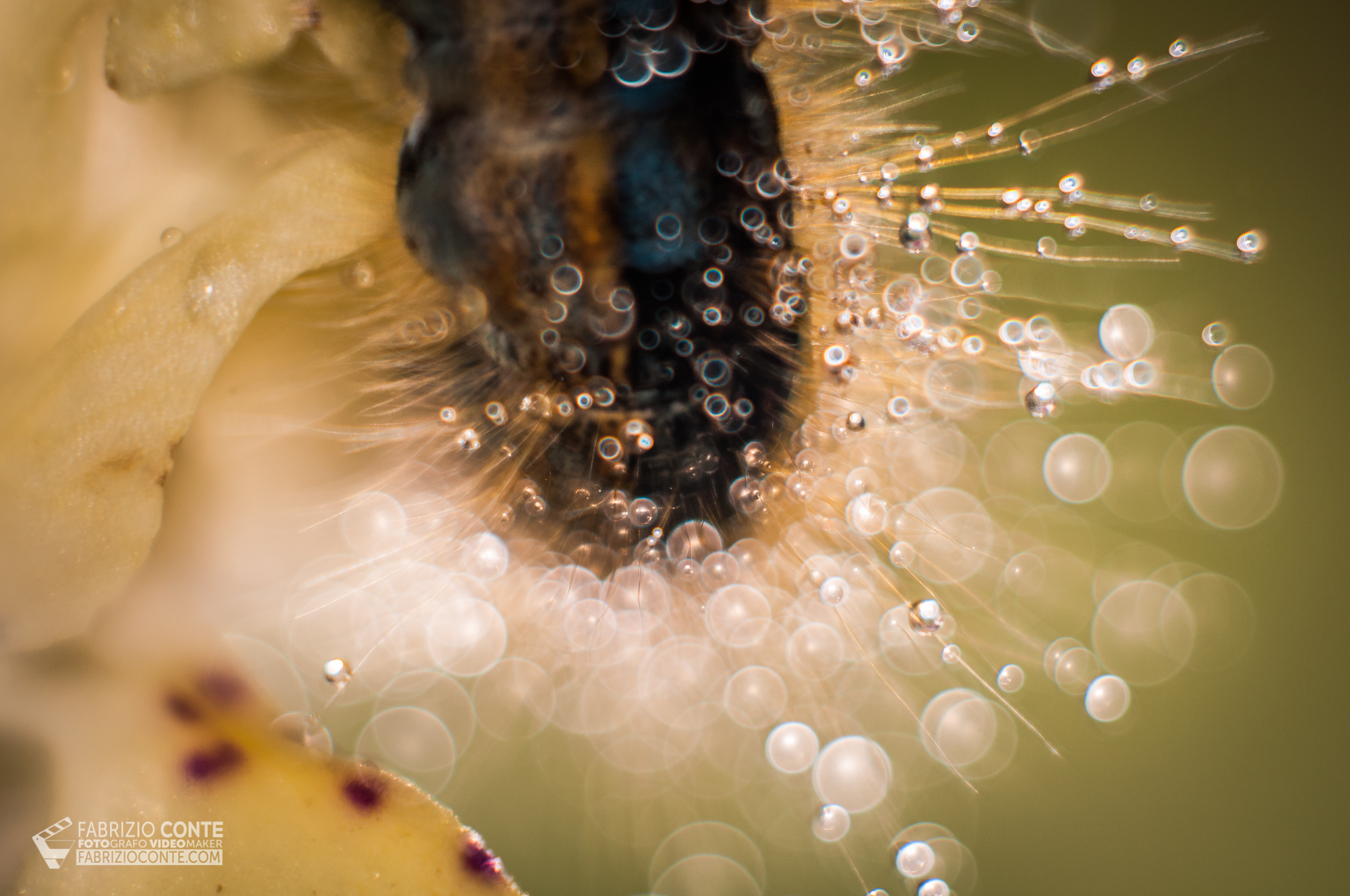 Bubble bokeh