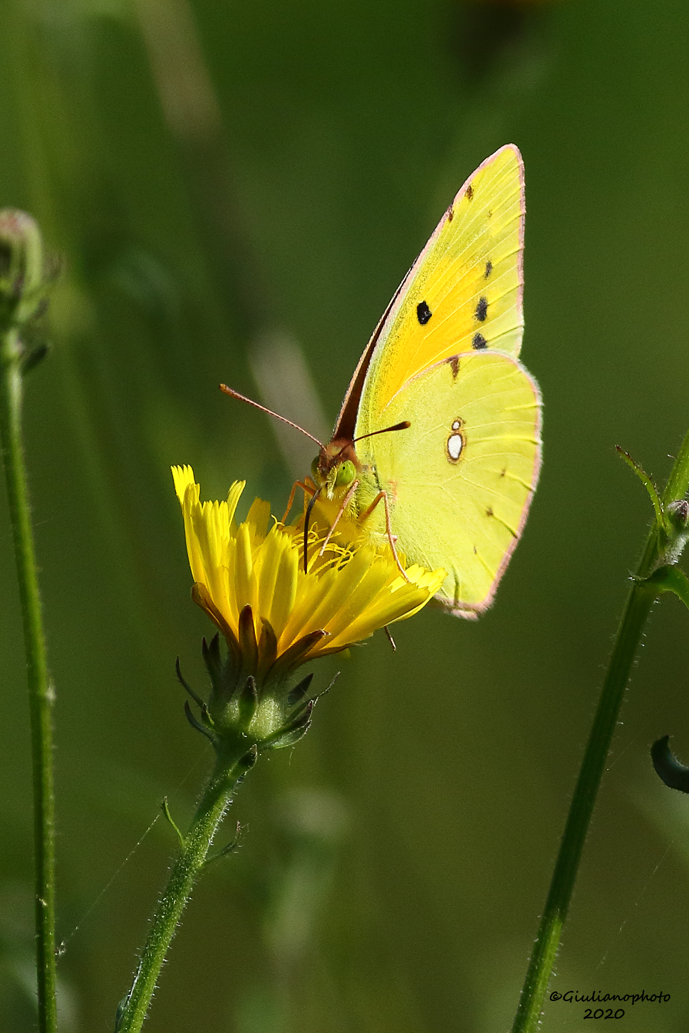 Cross (Colius crocea)