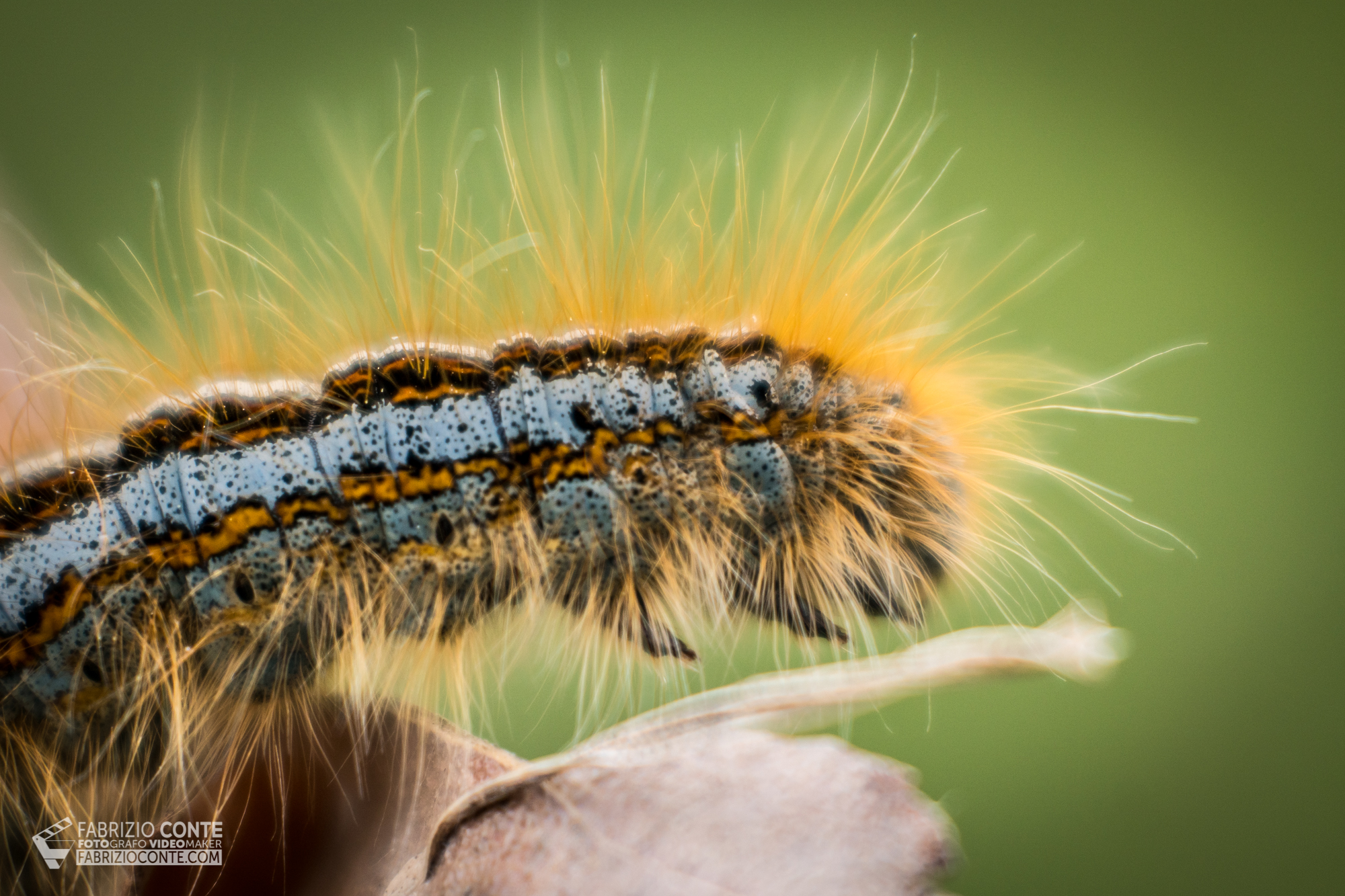 caterpillar