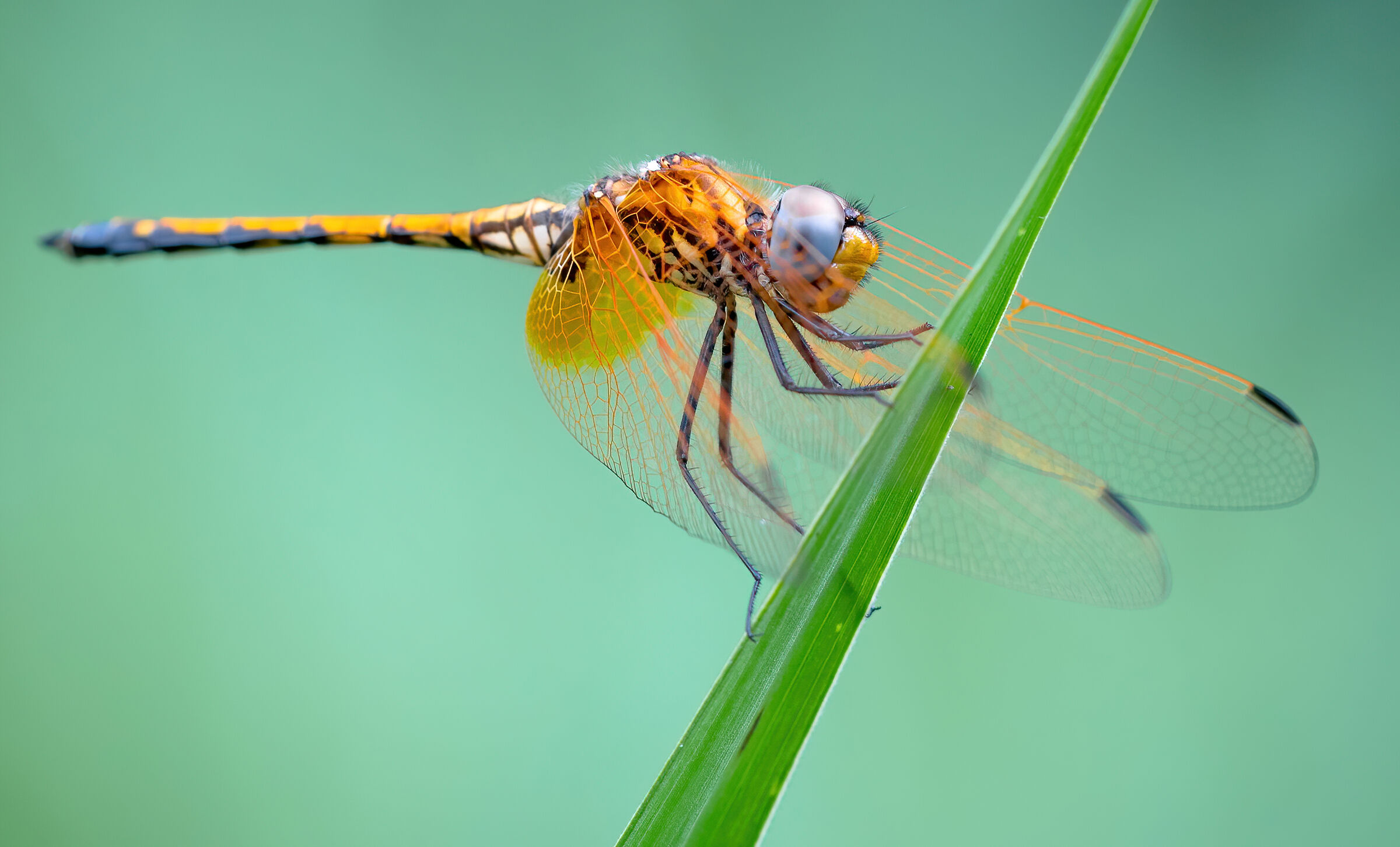 Libellula