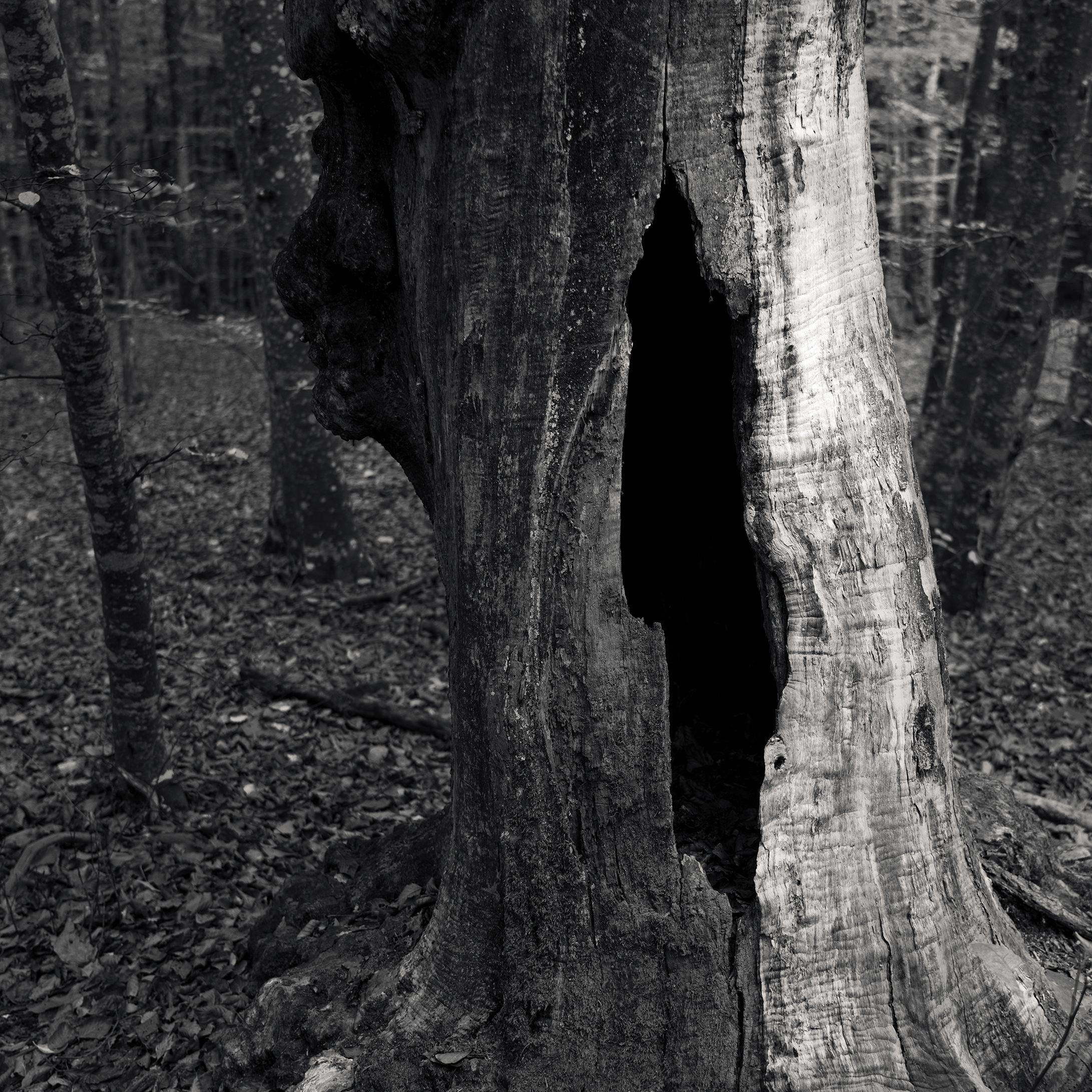 Hollow Tree