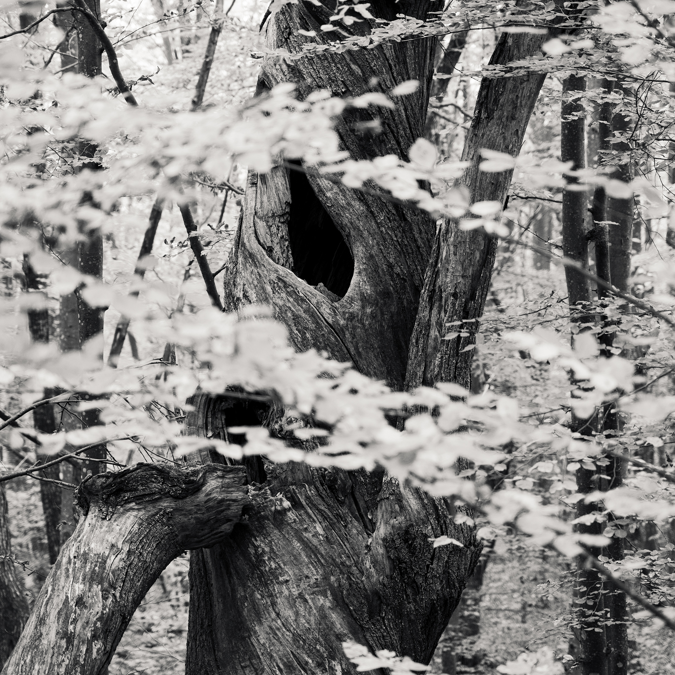 The Ancient One